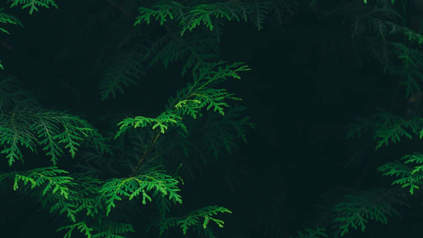 Green Desktop, vibrant green, cedar branches, HD Desktop Wallpaper
