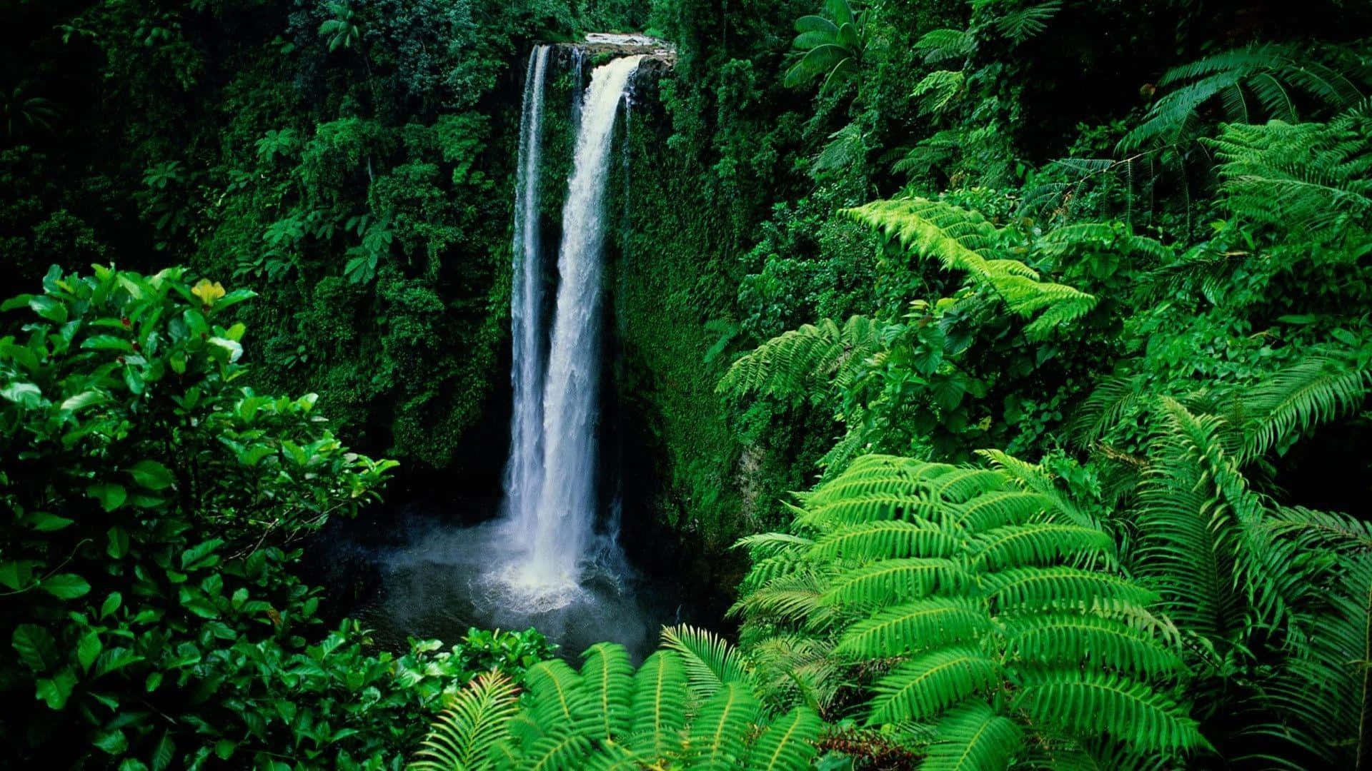 Sopoaga Waterfall, emerald jungle foliage, ferns, Full HD Desktop Wallpaper