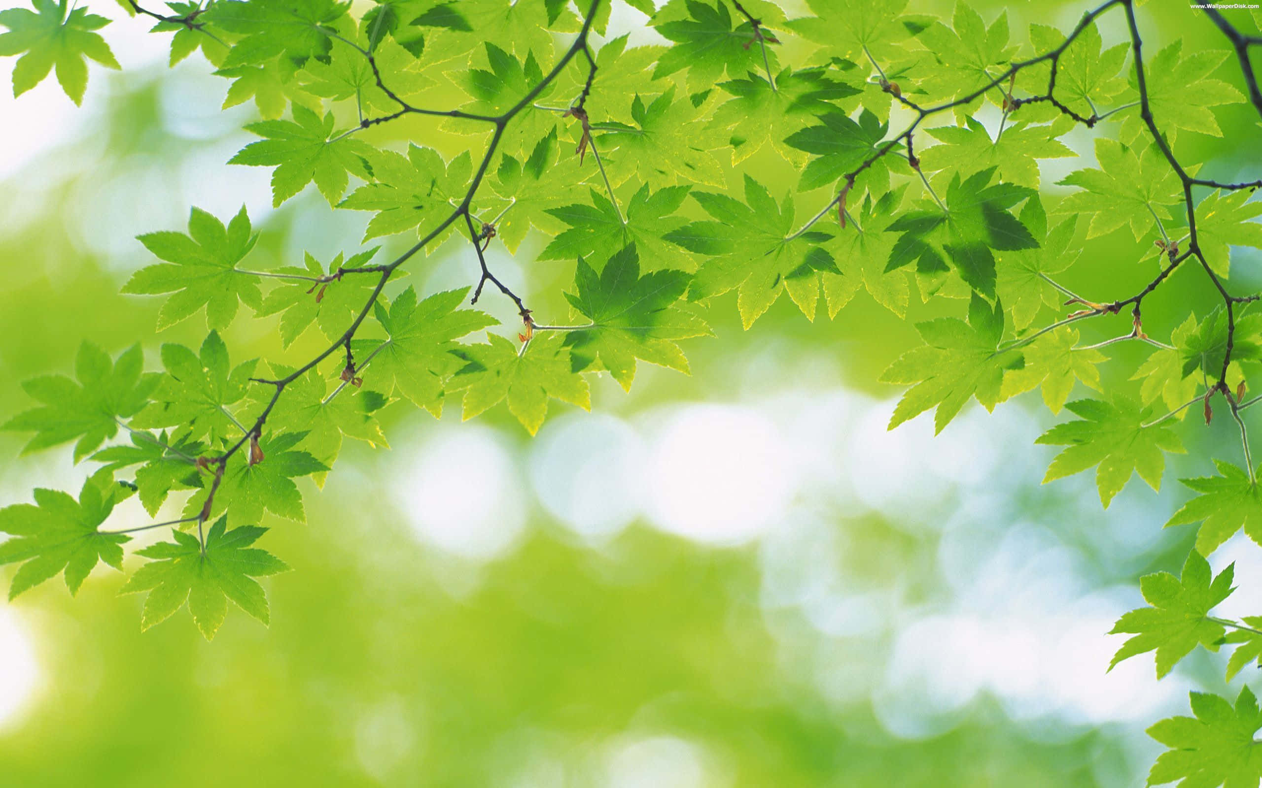 green desktop, vibrant green maple leaves, sunlight, 2K Desktop Wallpaper