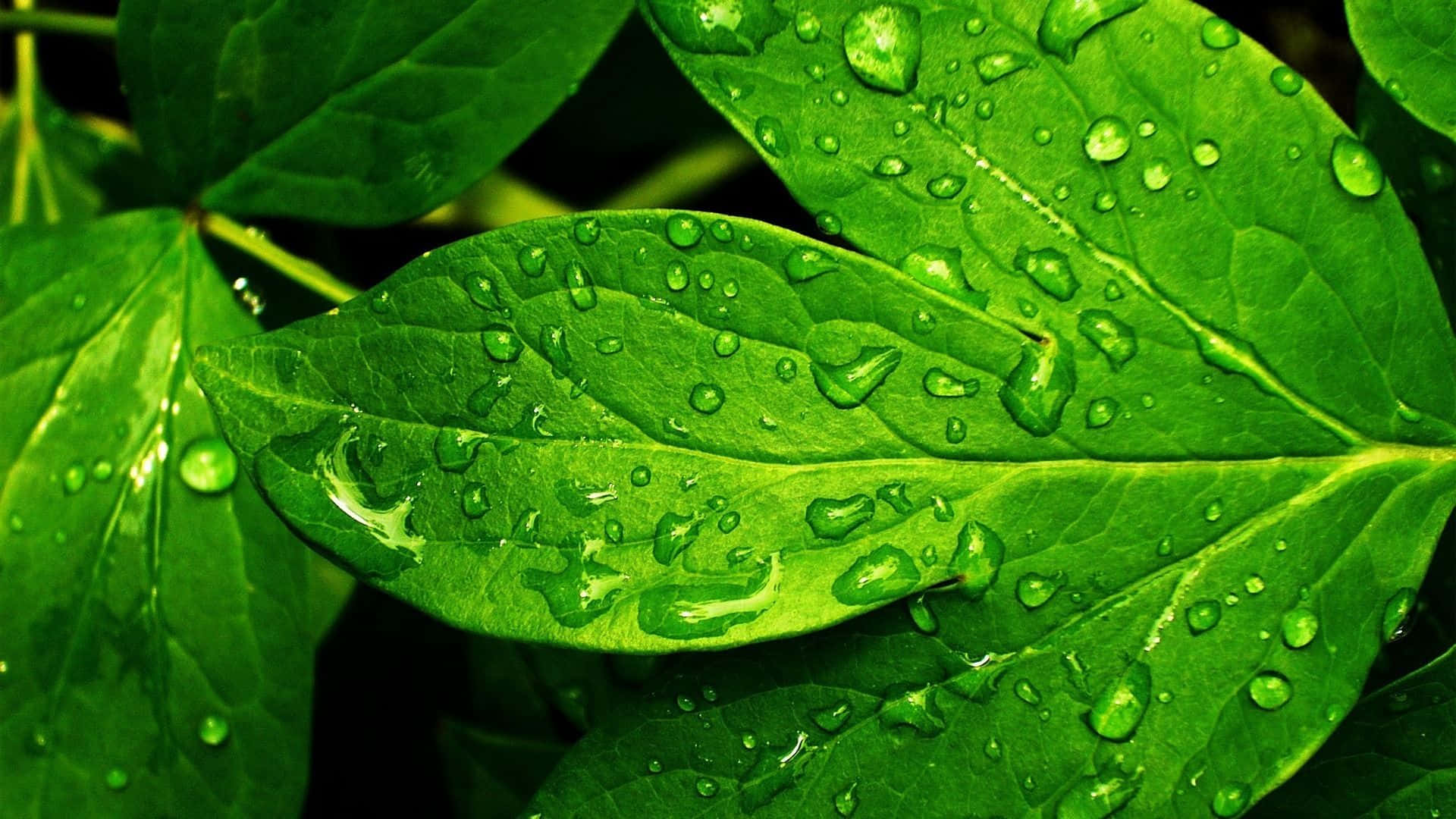 Water Droplets On Leaves, Vibrant green leaves, fresh dewdrops, Full HD Desktop Wallpaper