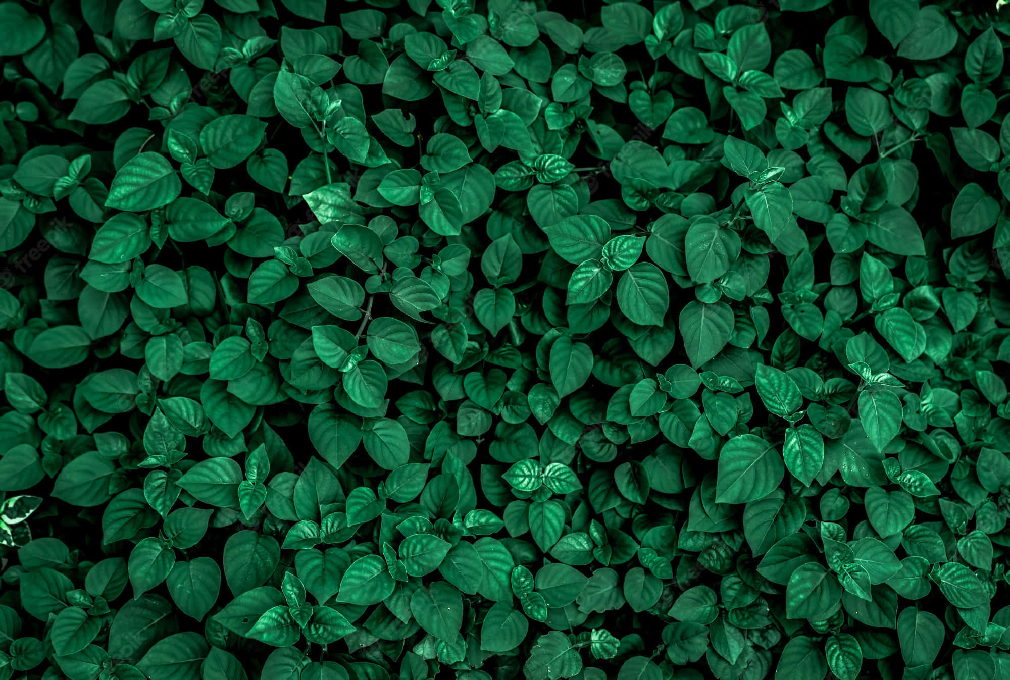 solid green, glossy green leaves, rich textured natural pattern, Full HD Desktop Wallpaper