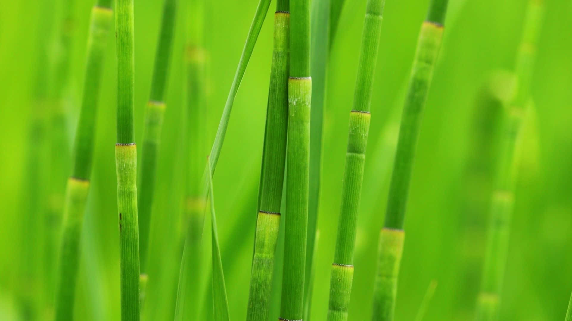 bamboo desktop, horsetail stalks, segmented nodes, Full HD Desktop Wallpaper