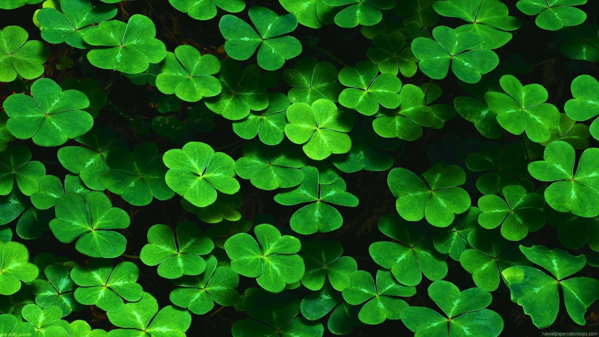 vibrant green, four-leaf clovers, bright sunlight, Full HD Desktop Wallpaper