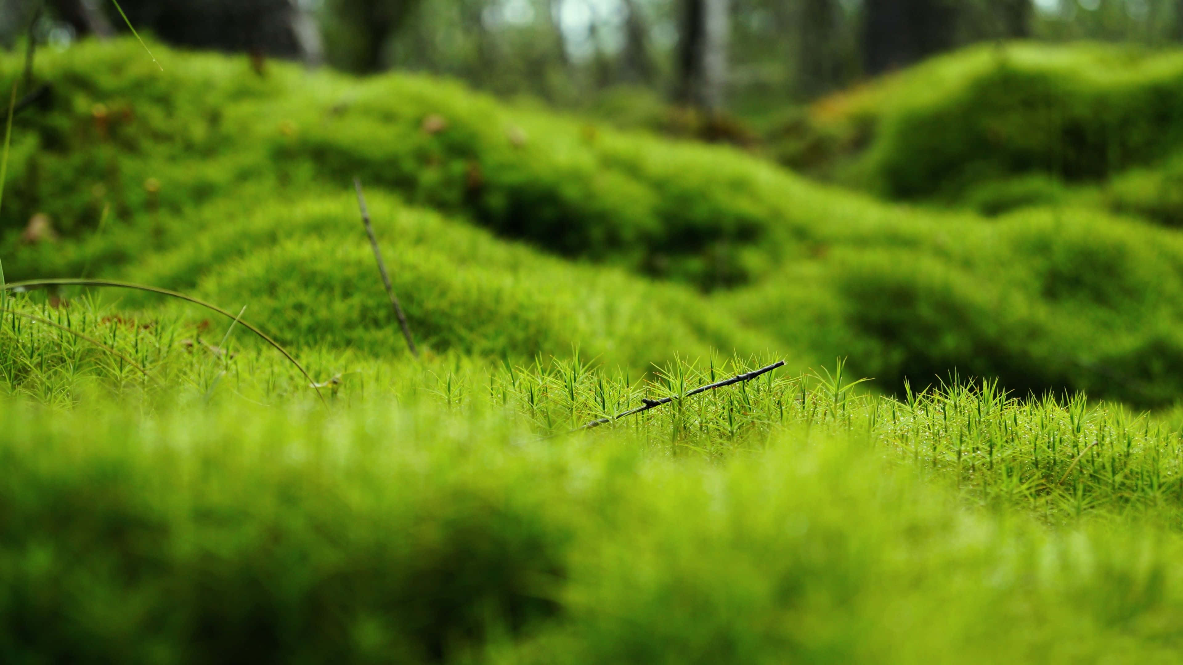 emerald moss, forest floor, diffused daylight, 4K Desktop Wallpaper