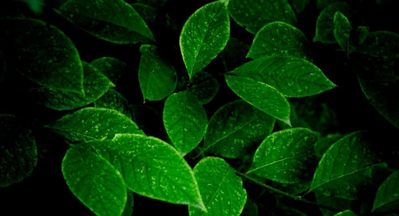 Vibrant green leaves, dew, deep black background, SD Desktop Wallpaper