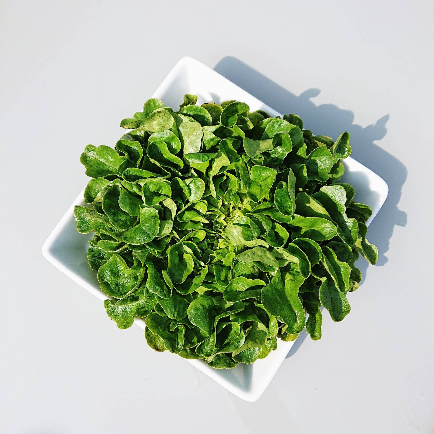 square bowl, white square bowl, fresh vibrant green watercress leaves, HD Desktop Wallpaper