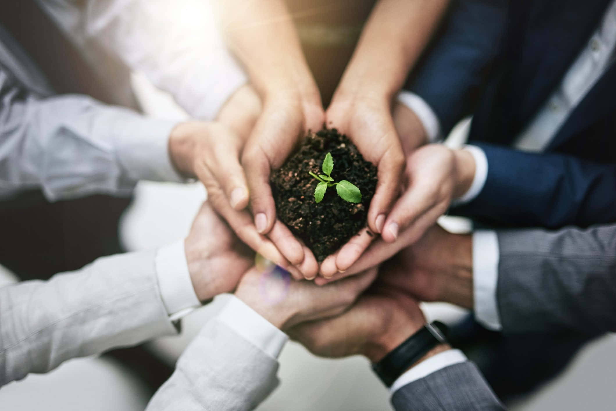 Green Economy, sapling, soil, Full HD Desktop Wallpaper