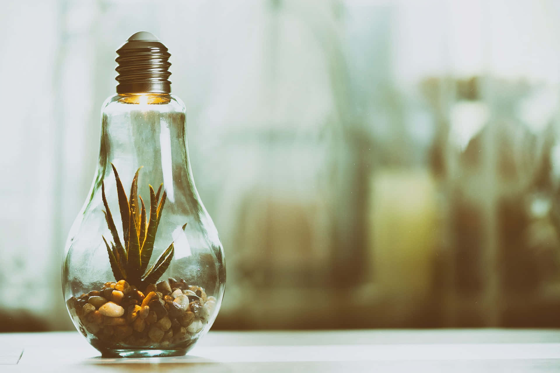 glass light bulb, terrarium, succulent, Full HD Desktop Wallpaper