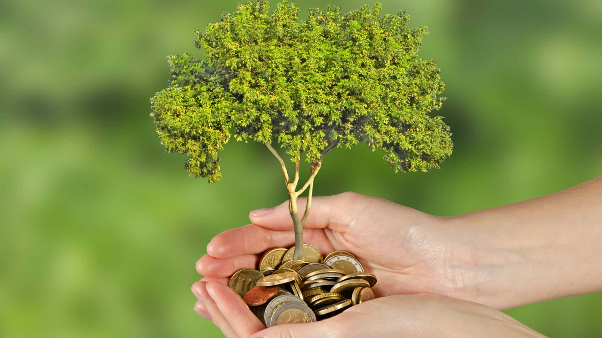 Green Economy, small tree, pile of coins, Full HD Desktop Wallpaper
