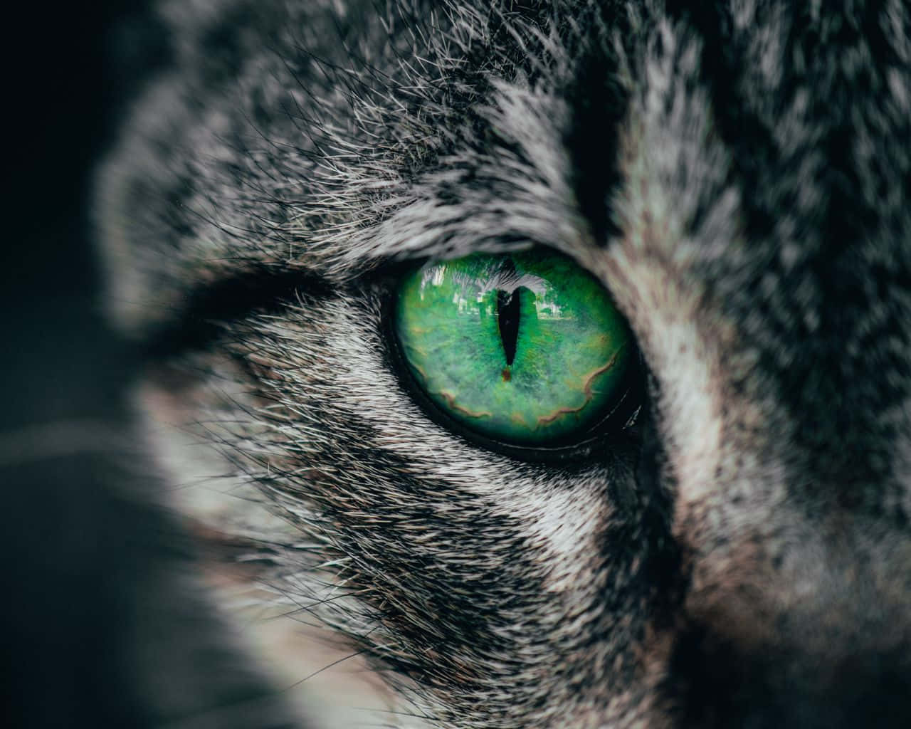 green cat eye, tabby cat, vivid green eye, HD Desktop Wallpaper