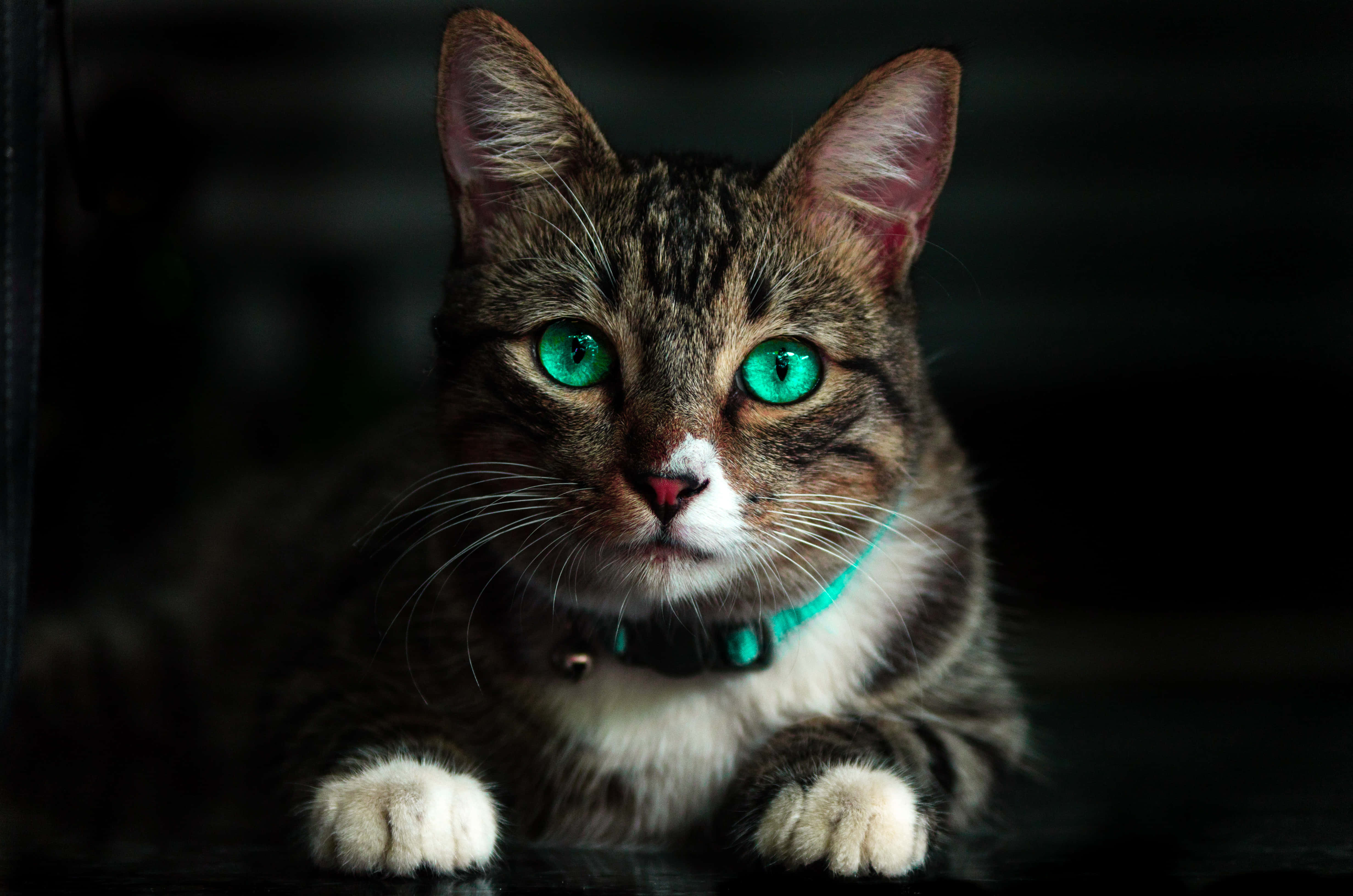 tabby cat, teal green eyes, white paws, 4K Desktop Wallpaper