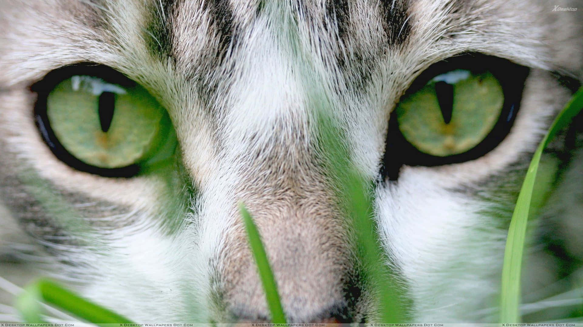 tabby cat, sage green eyes, close-up, Full HD Desktop Wallpaper