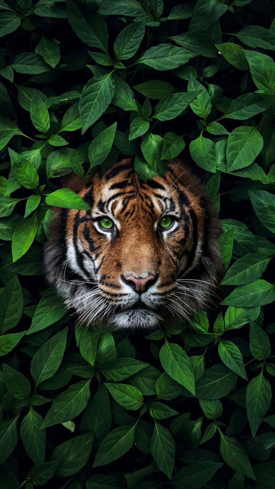 tiger, green eyes, bush, HD Phone Wallpaper