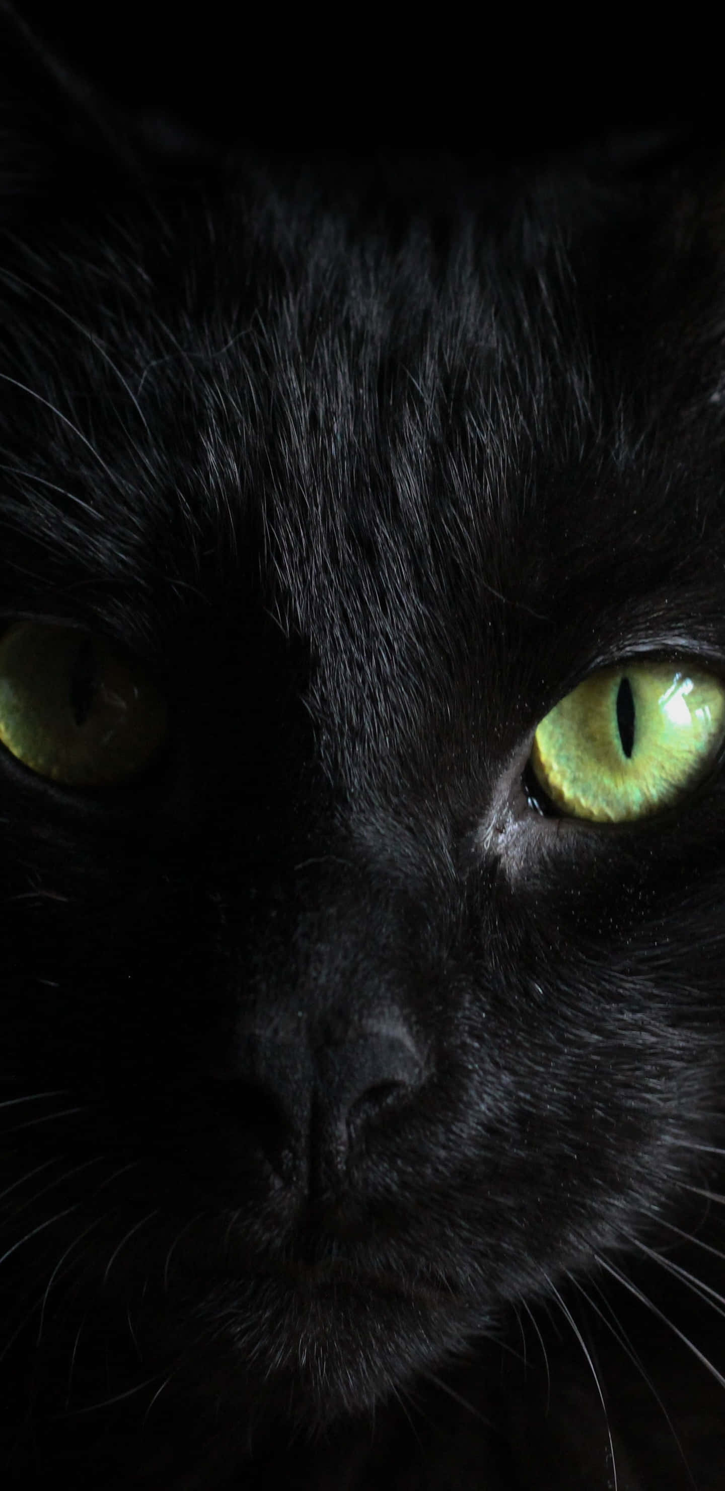 black cat, green eyes, close-up, 2K Phone Wallpaper