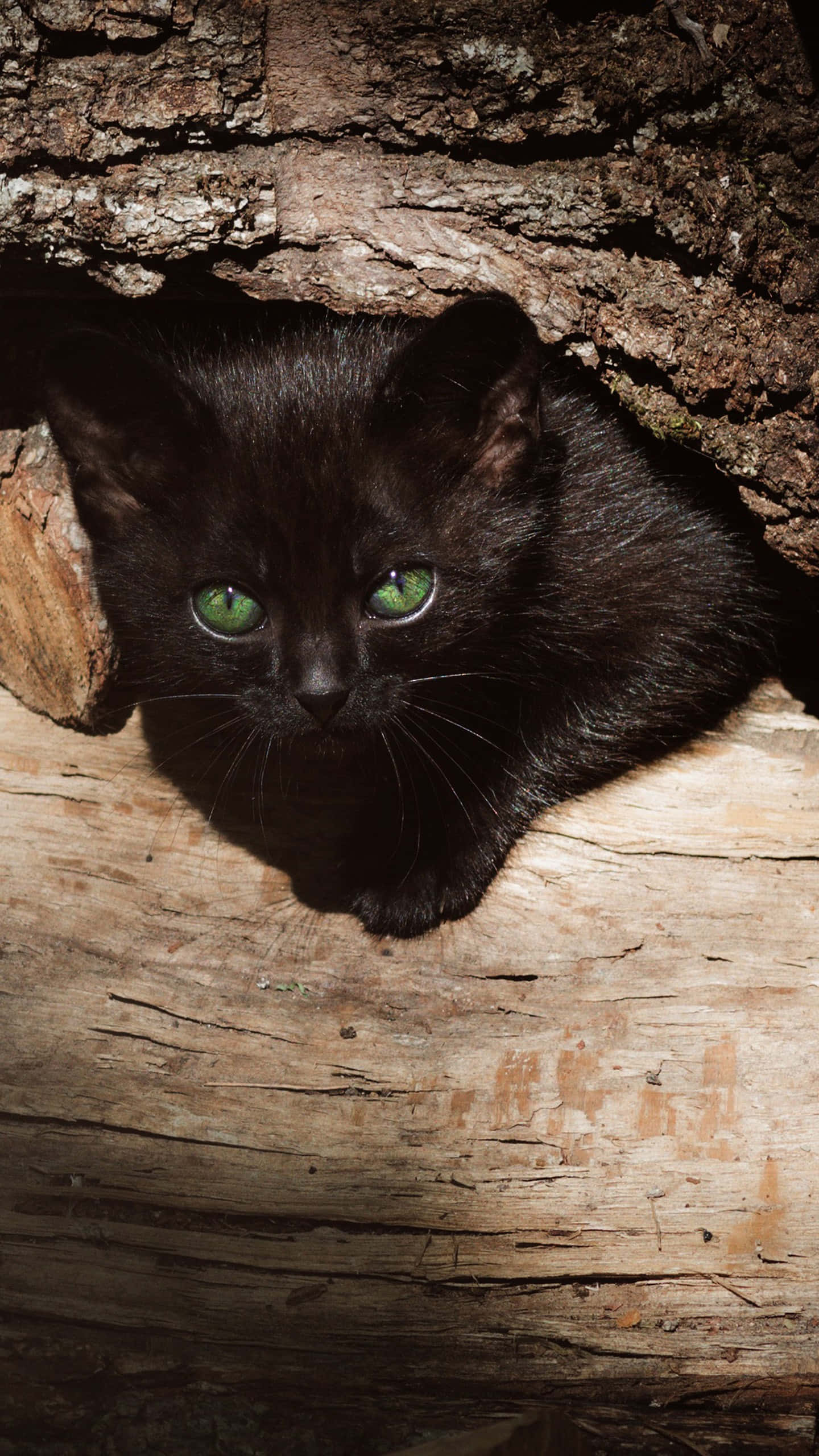 black kitten, green eyes, hollow log, 2K Phone Wallpaper