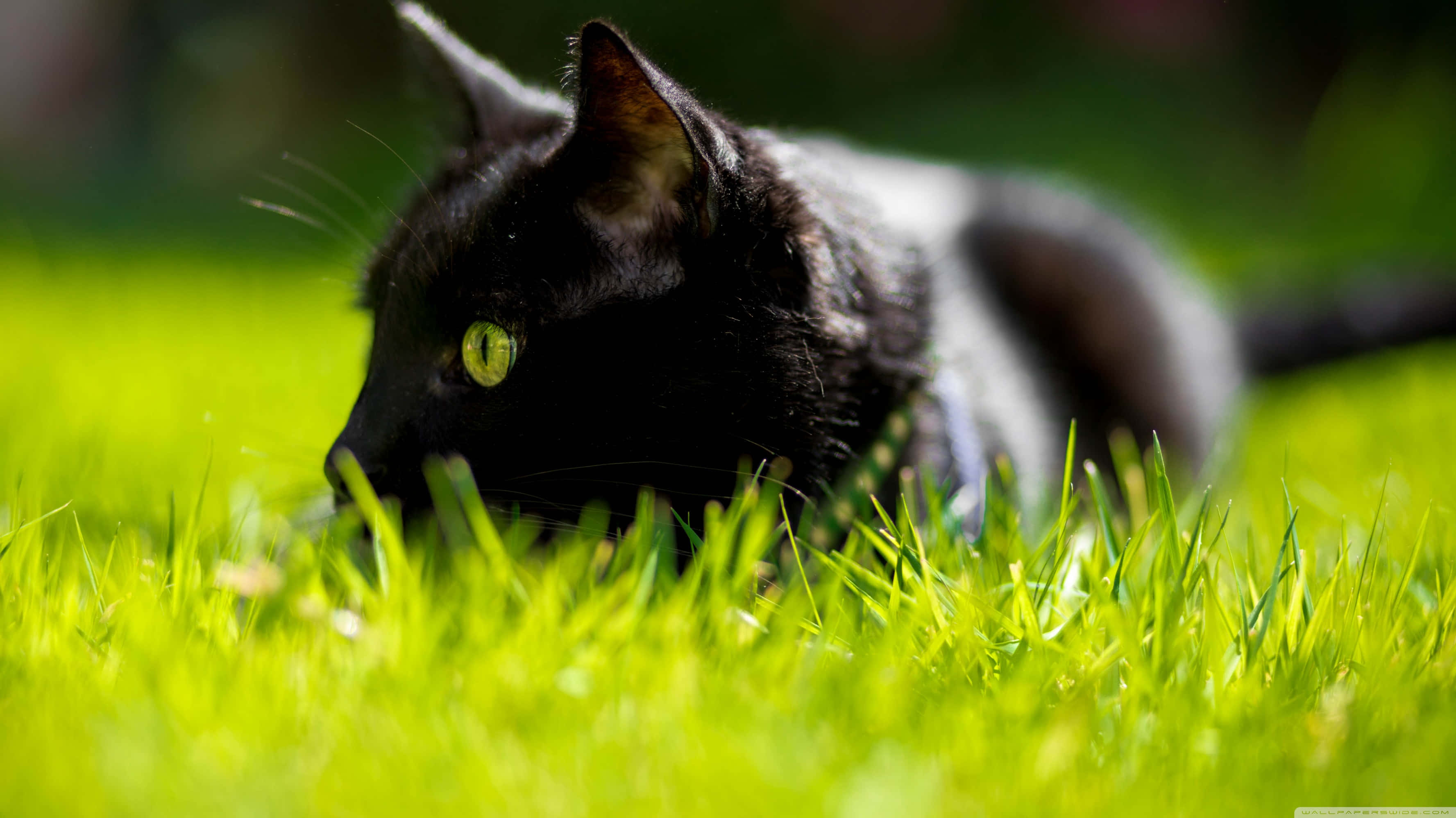 black cat, green eyes, sunlit grass, 2K Desktop Wallpaper