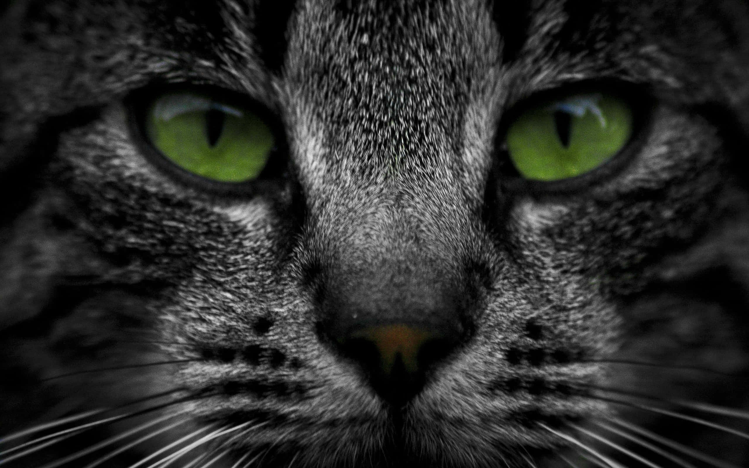 tabby cat, green eyes, close-up, 2K Desktop Wallpaper