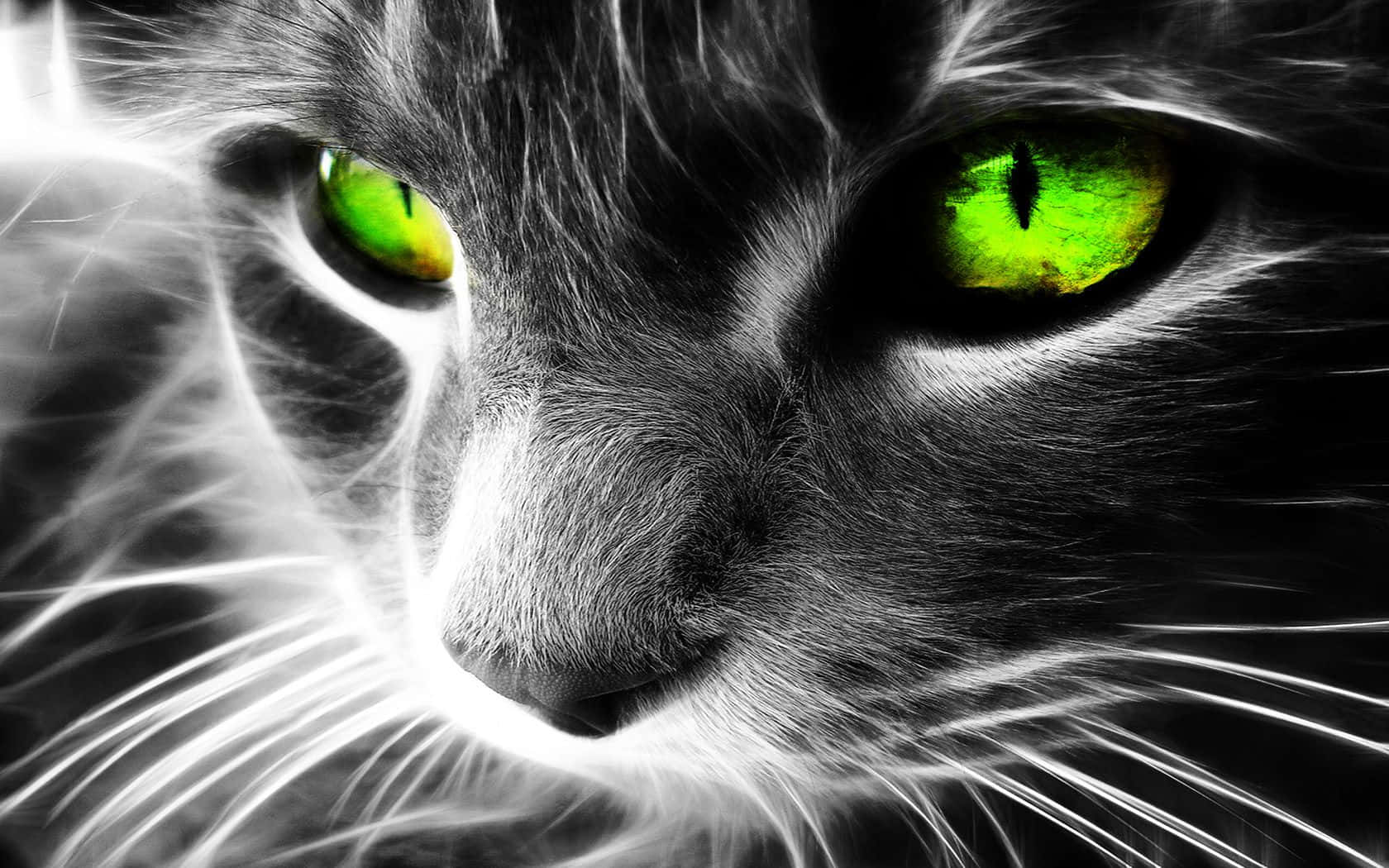 cat, neon green eyes, glowing green eyes, HD Desktop Wallpaper