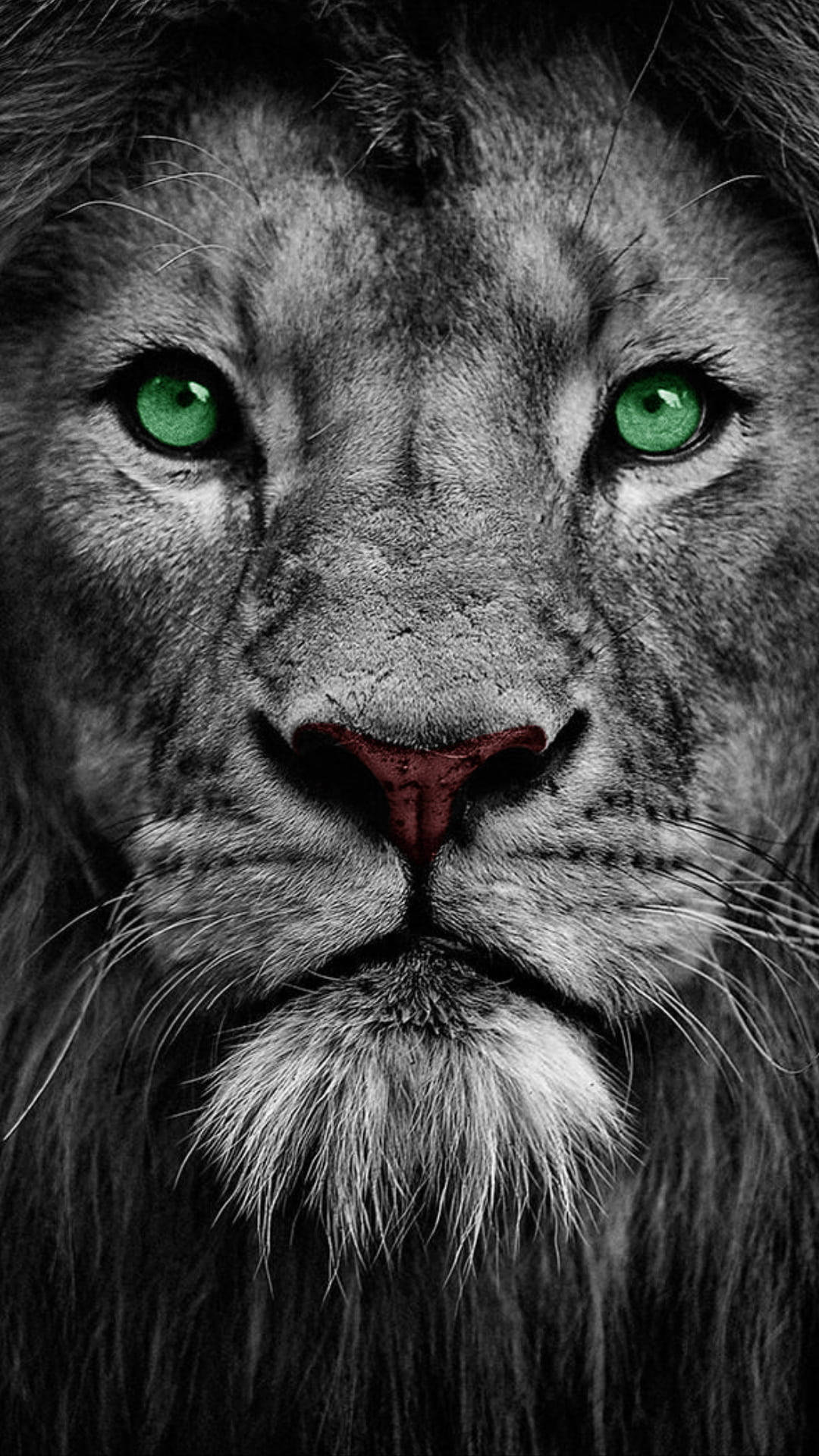 lion, green eyes, monochrome fur, Full HD Phone Wallpaper