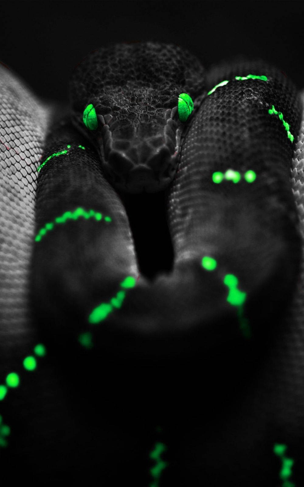 black snake, glowing green eyes, neon green markings, HD Phone Wallpaper
