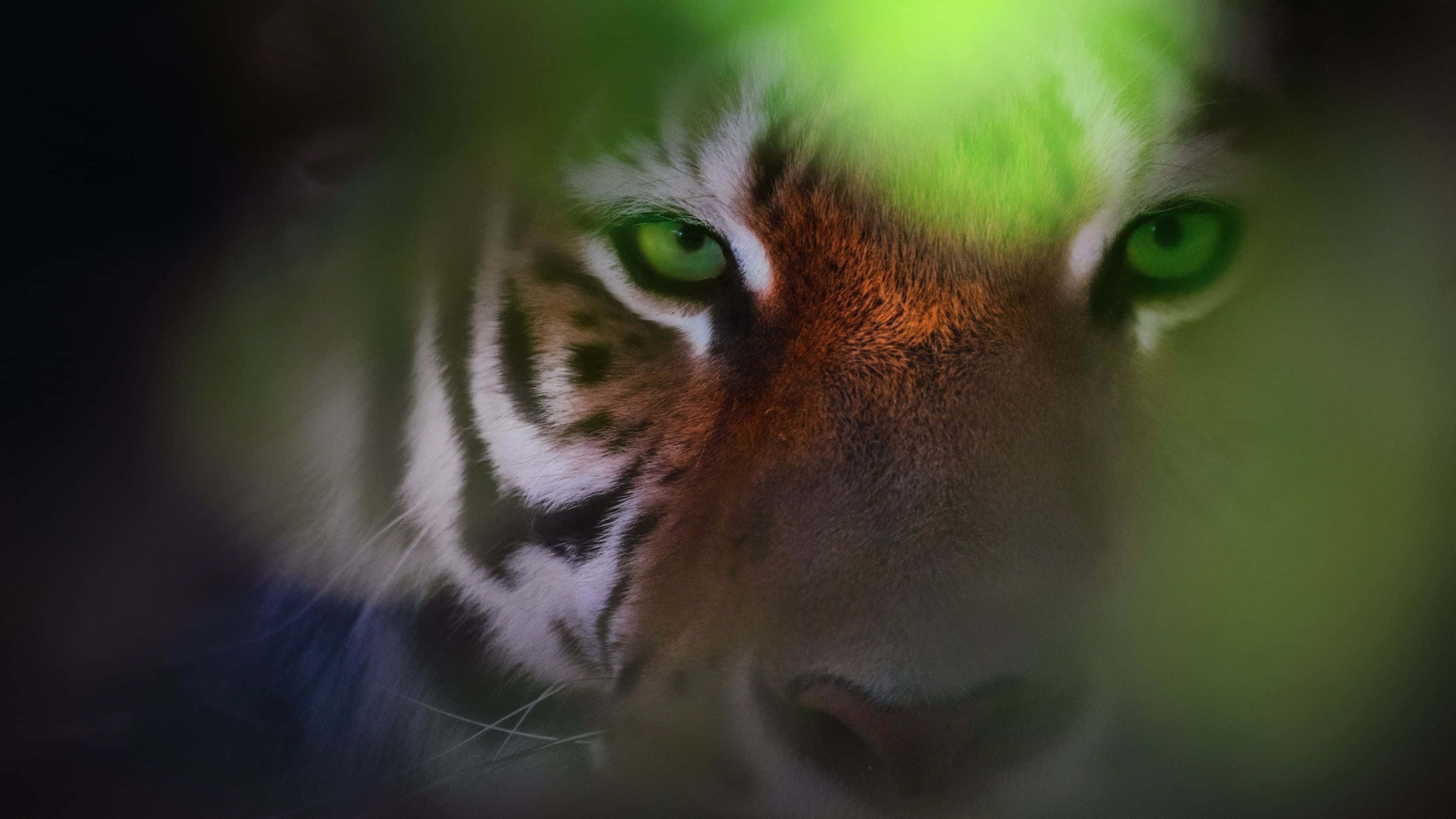 Bengal tiger, green eyes, dark jungle, 2K Desktop Wallpaper