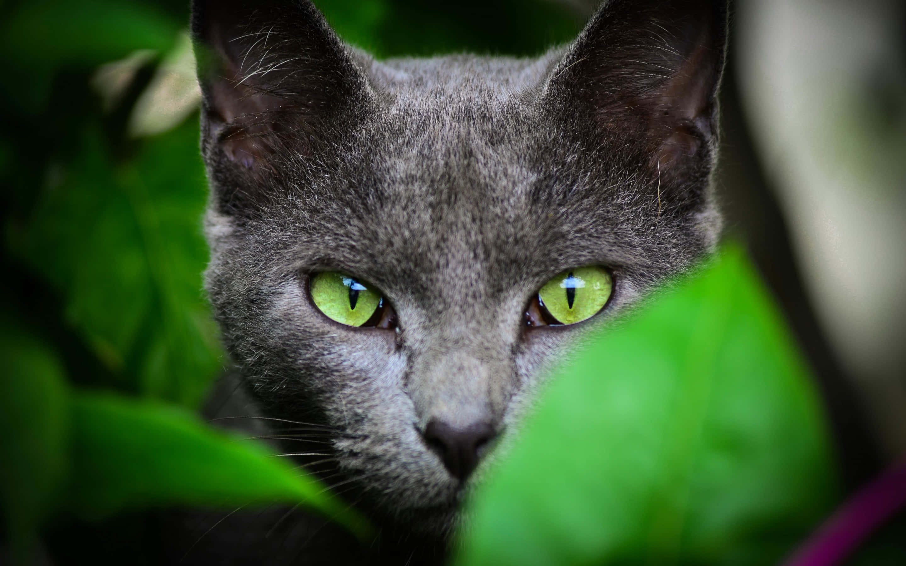 gray cat, emerald green eyes, lush green foliage, 2K Desktop Wallpaper