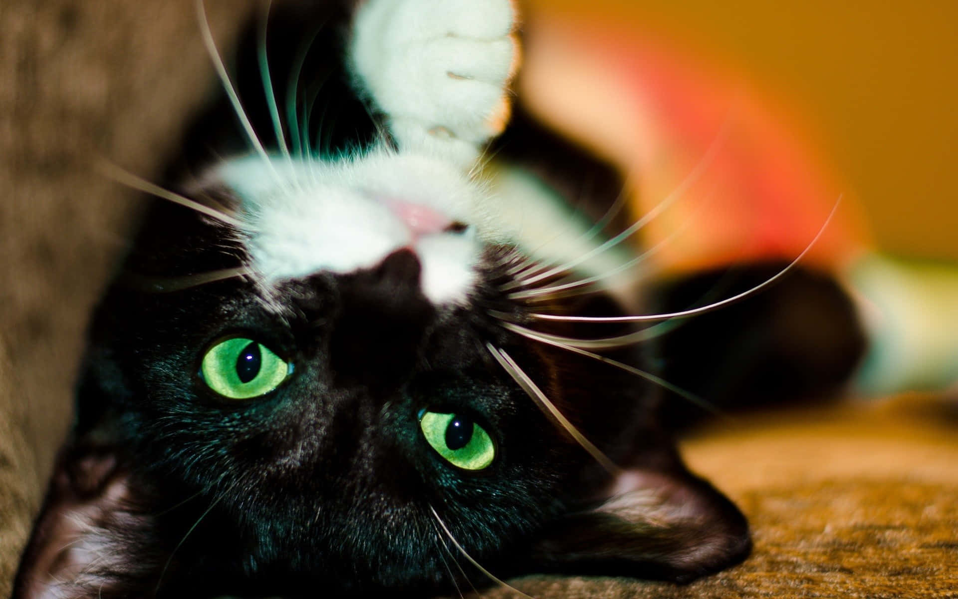 bicolor cat, green eyes, black and white cat, Full HD Desktop Wallpaper