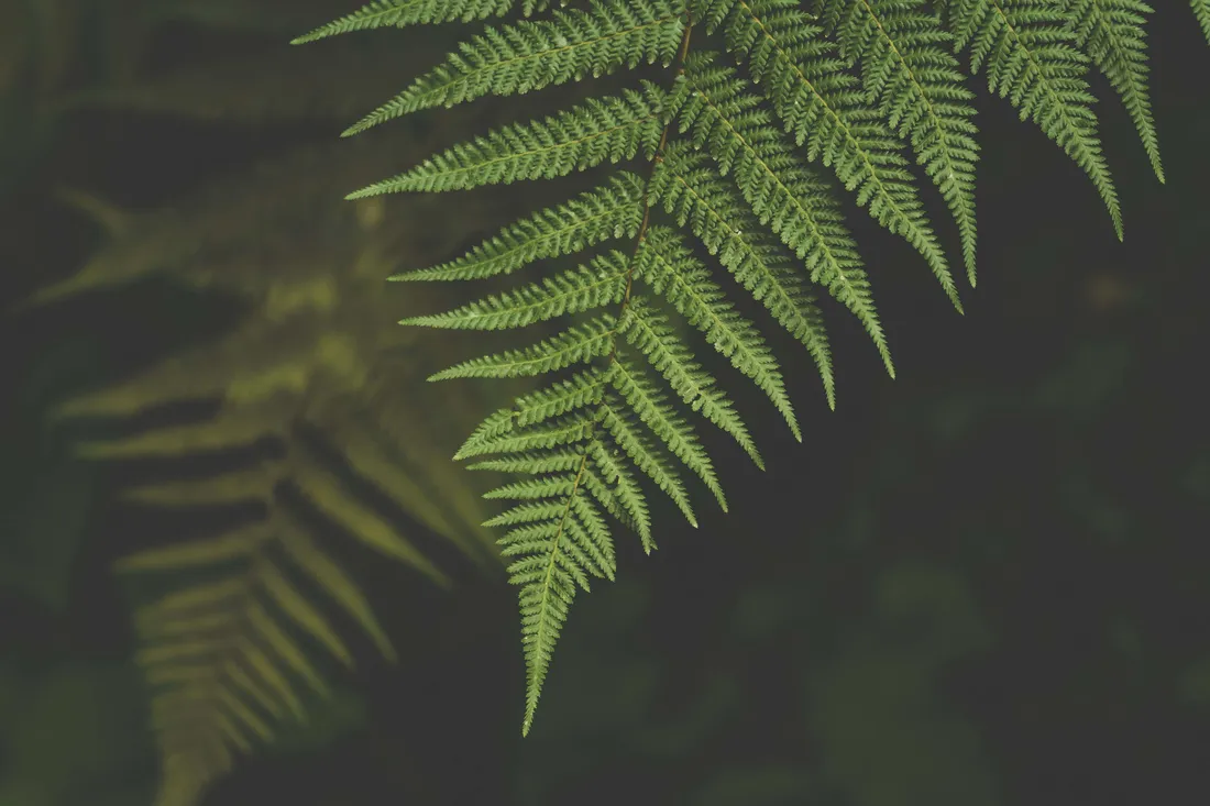 Green Fern