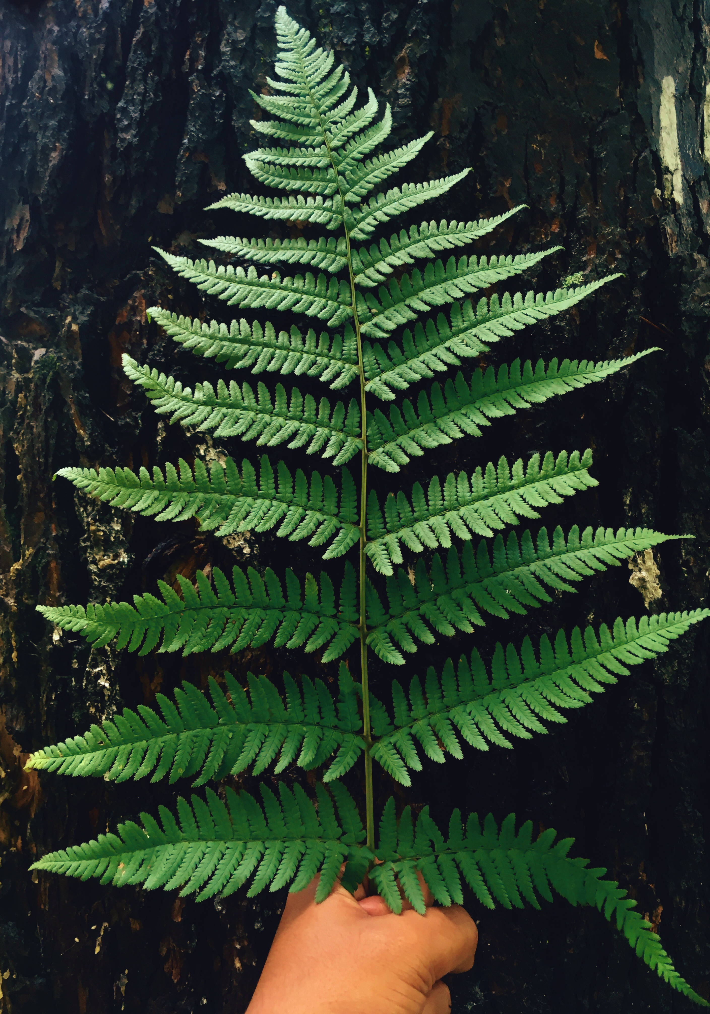 Green Fern, vibrant green fern frond, dark textured tree trunk, 4K Phone Wallpaper