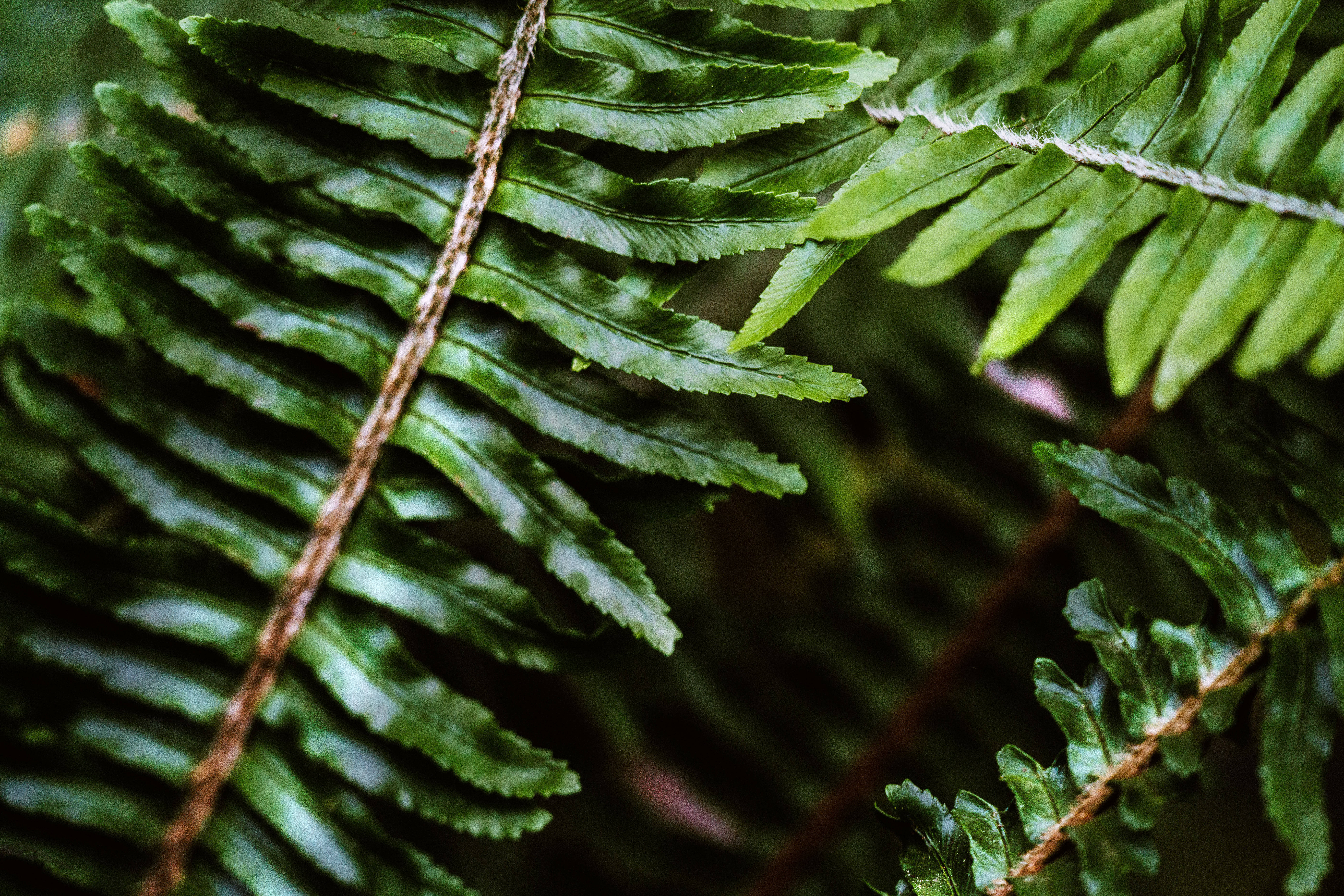 ferns, green, nature, 8K Desktop Wallpaper
