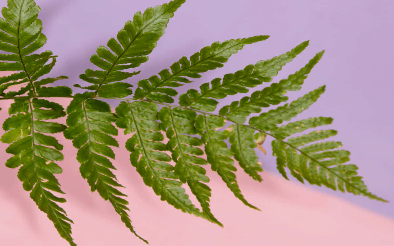 Wood Fern, vibrant green, pink and lavender gradient, HD Desktop Wallpaper