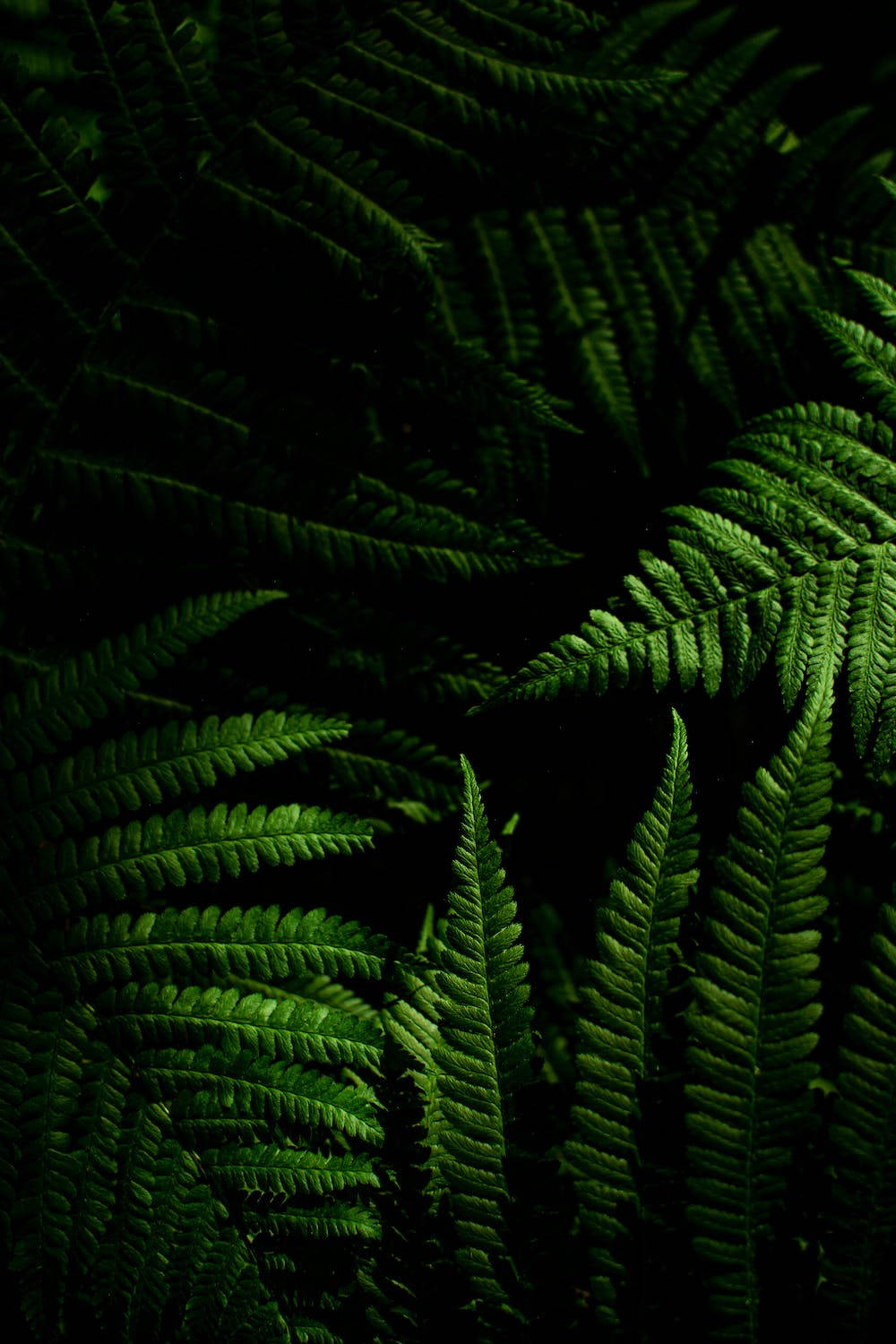 Green Fern, iPhone 11 Pro, 4K, HD Phone Wallpaper
