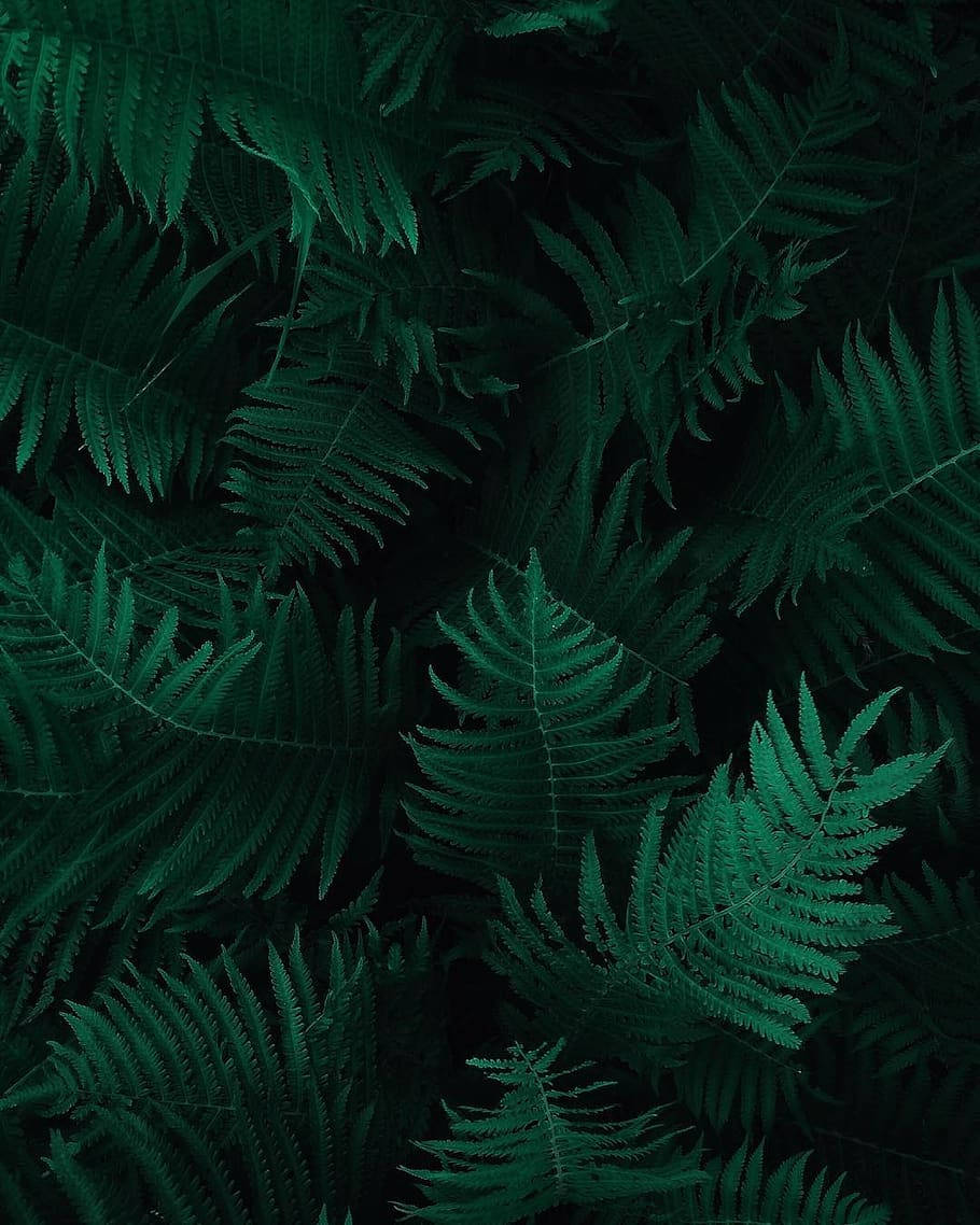 dark green fern, emerald fern fronds, dense shadowy foliage, SD Phone Wallpaper