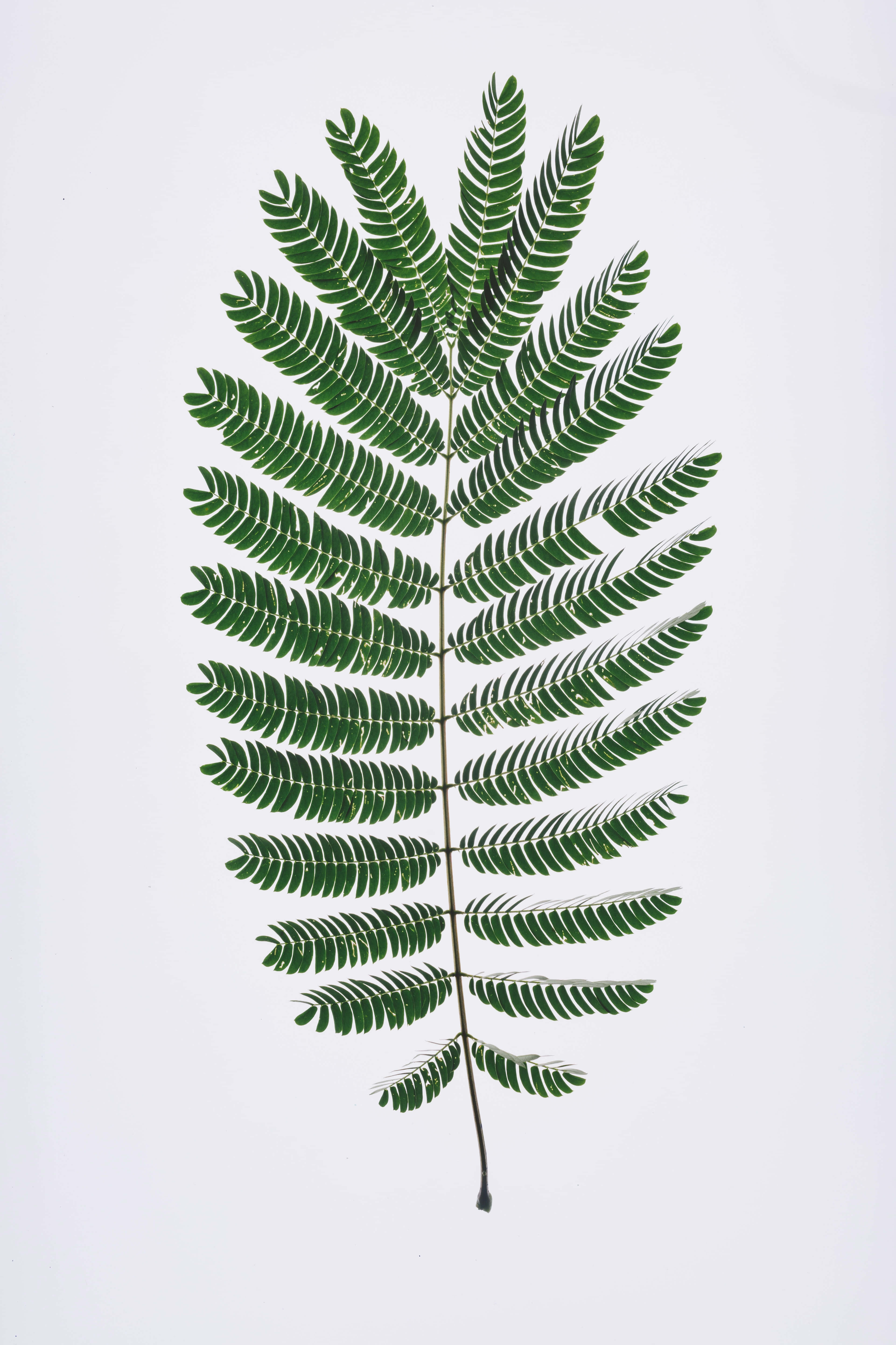 Green Fern, compound leaf, feathery fronds, 5K Phone Wallpaper