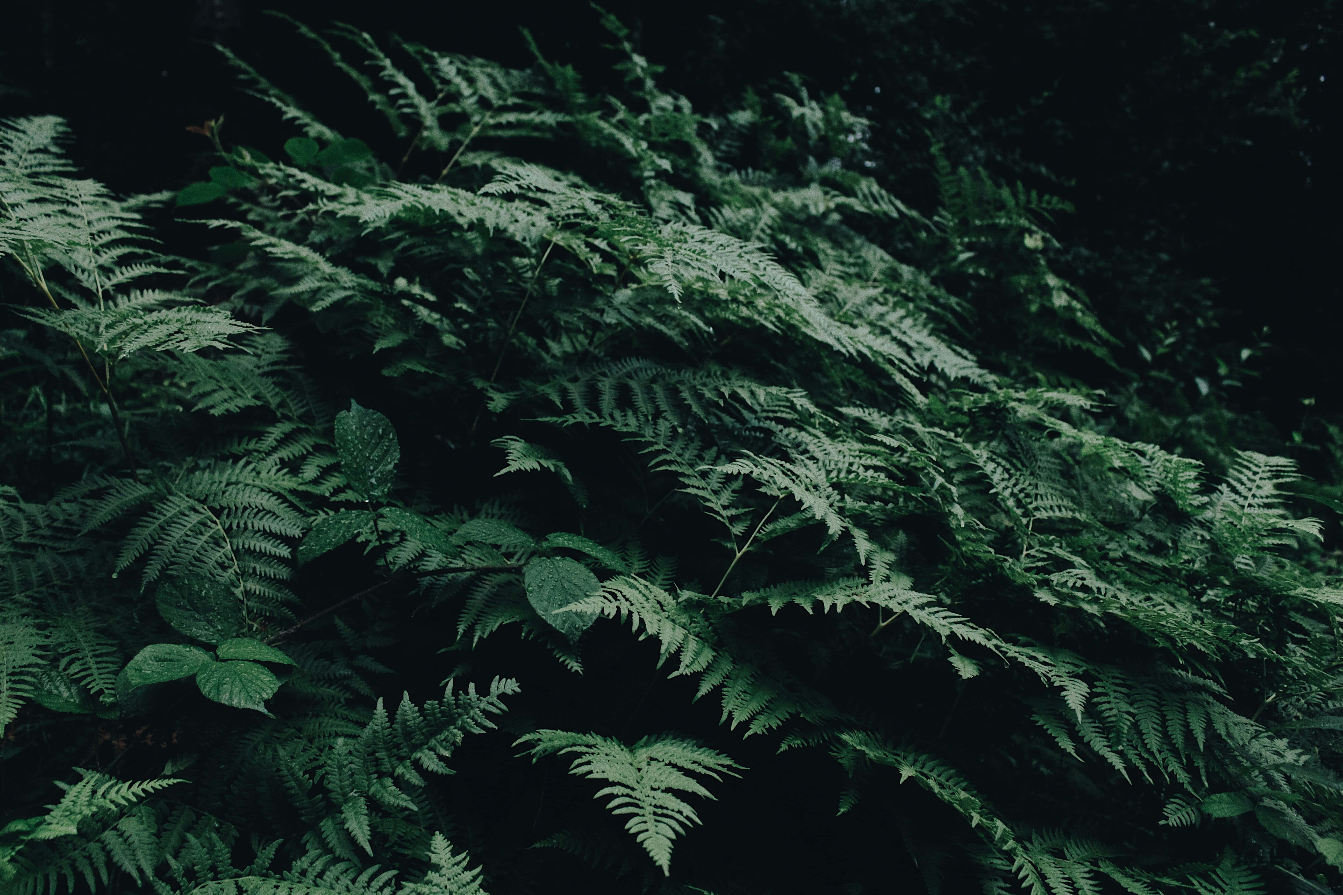 Green Fern, forest, dim forest light, 5K Desktop Wallpaper