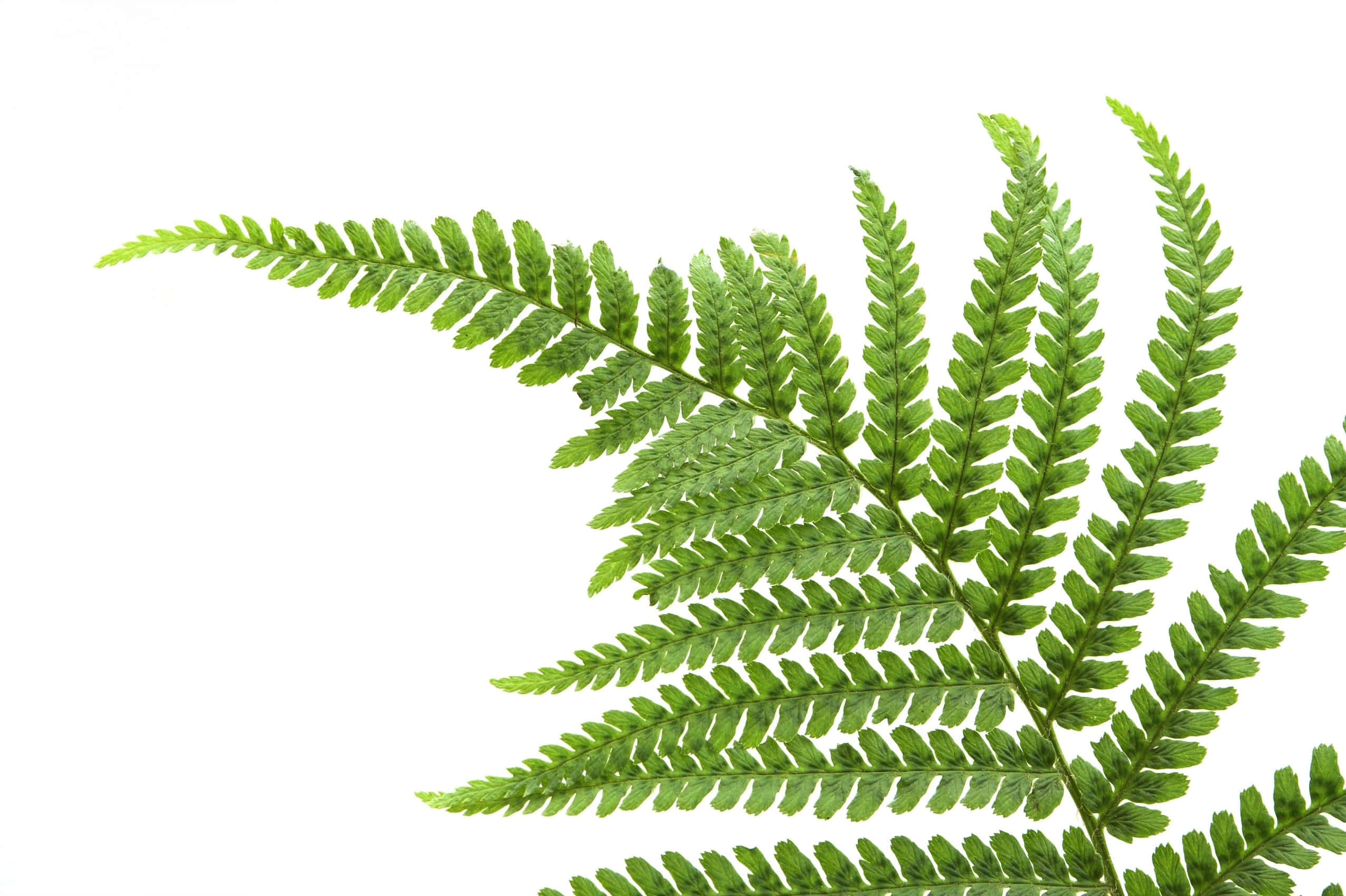 Green Fern, 2550 x 1698, vibrant green, Full HD Desktop Wallpaper