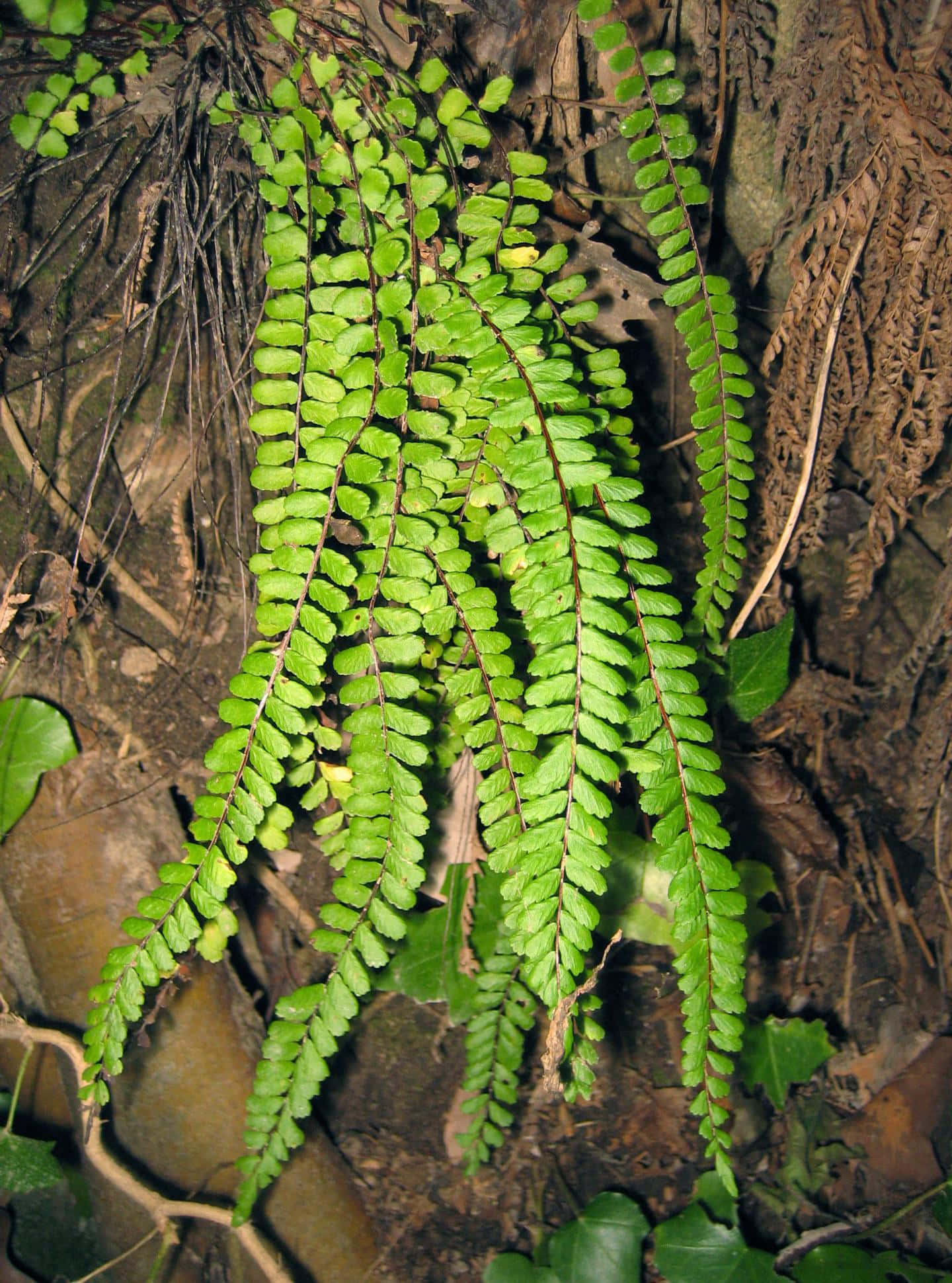 green fern, vibrant green, textured brown bark, Full HD Phone Wallpaper