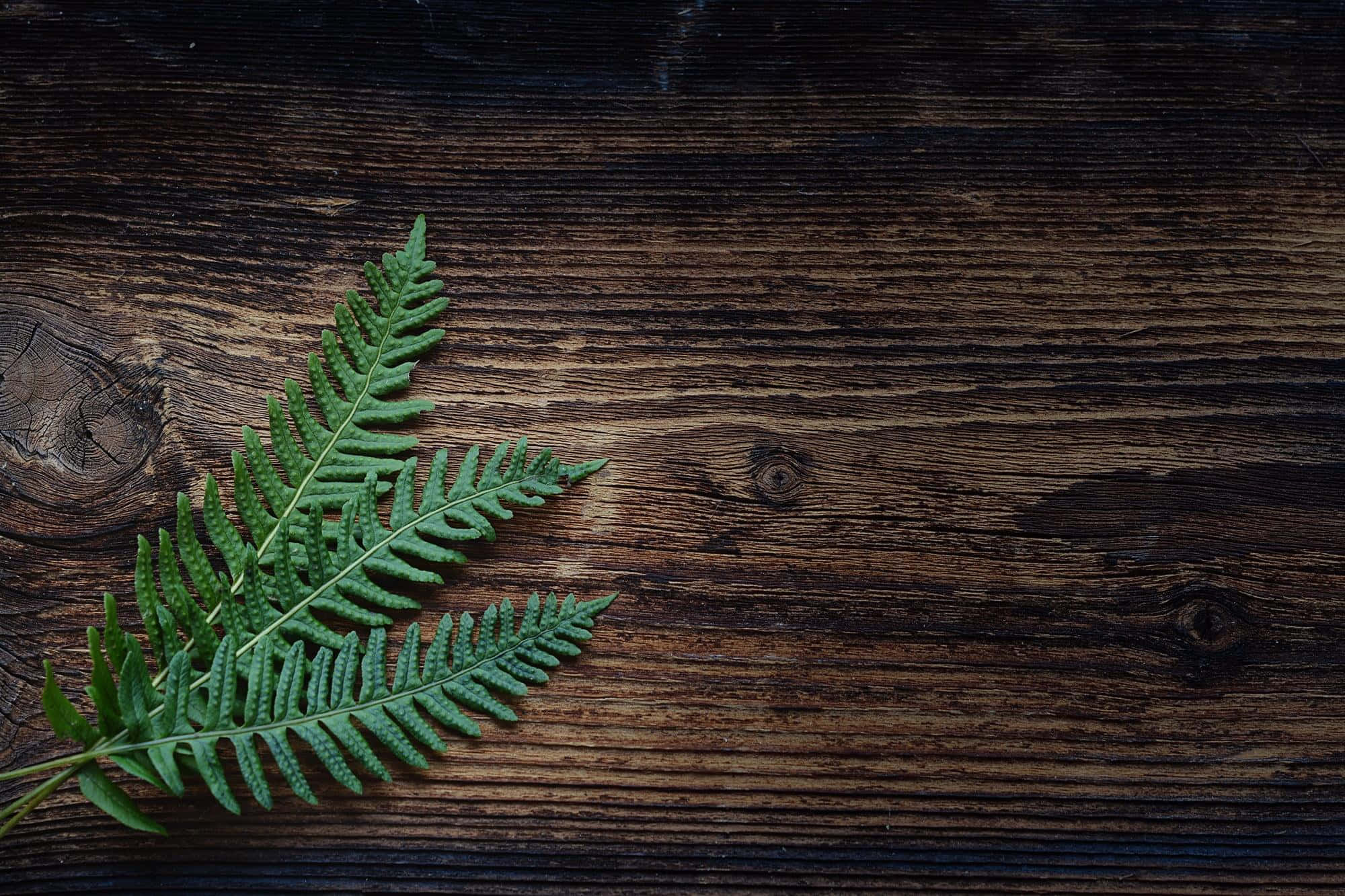 Green Fern 2000, 1333, vibrant green fern leaf, Full HD Desktop Wallpaper