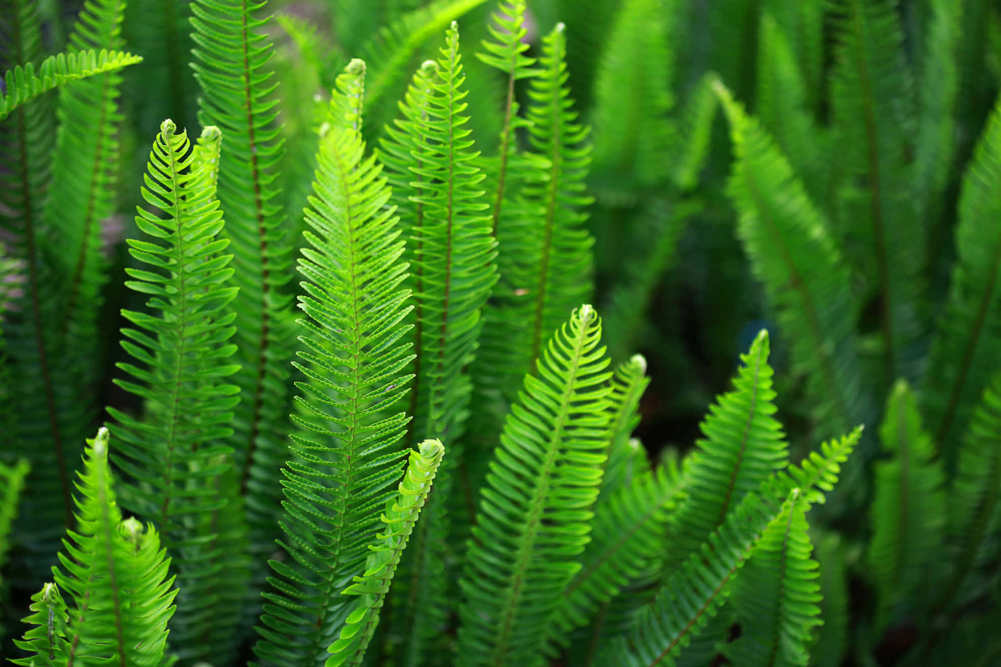 Green Fern, vibrant green, ferns, Full HD Desktop Wallpaper