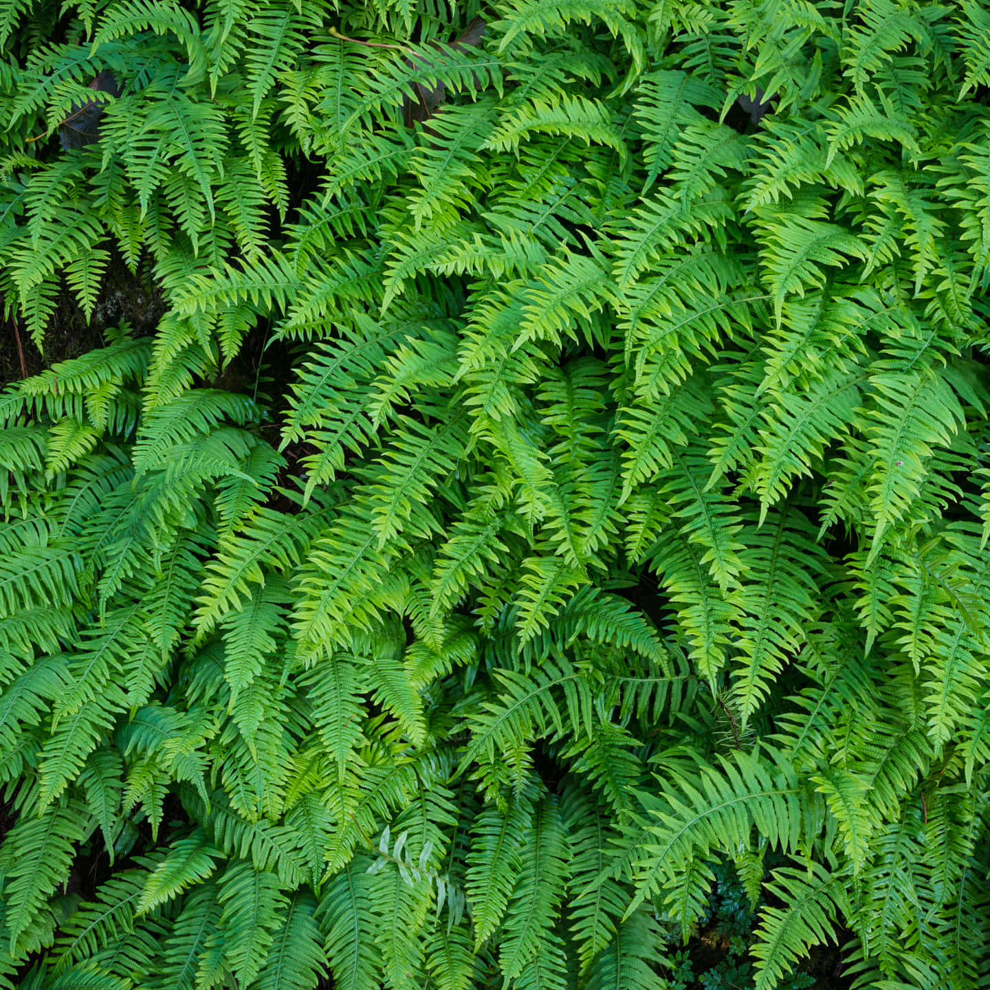 Green Fern, 1440 x 1440, vibrant green, HD Desktop Wallpaper