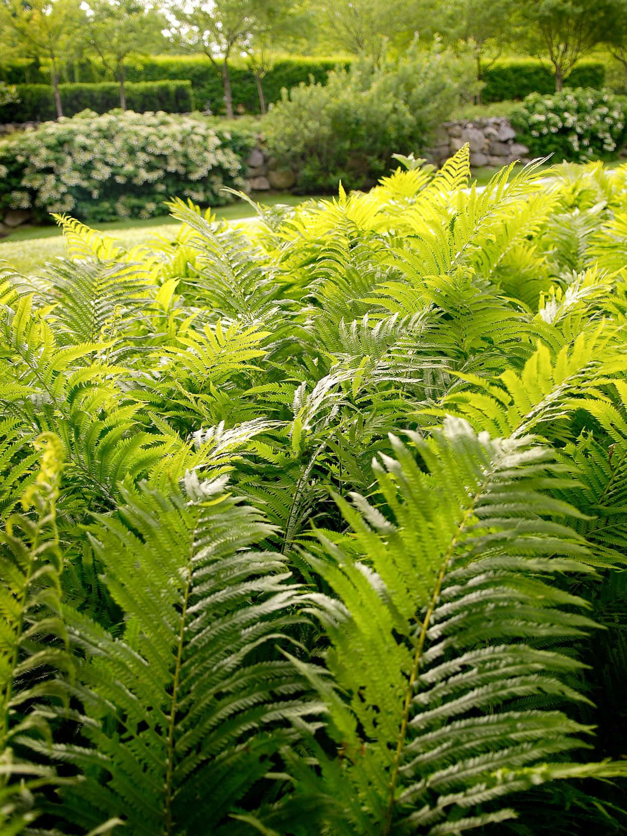 Green Fern, 1244 x 1659, manicured garden, HD Phone Wallpaper