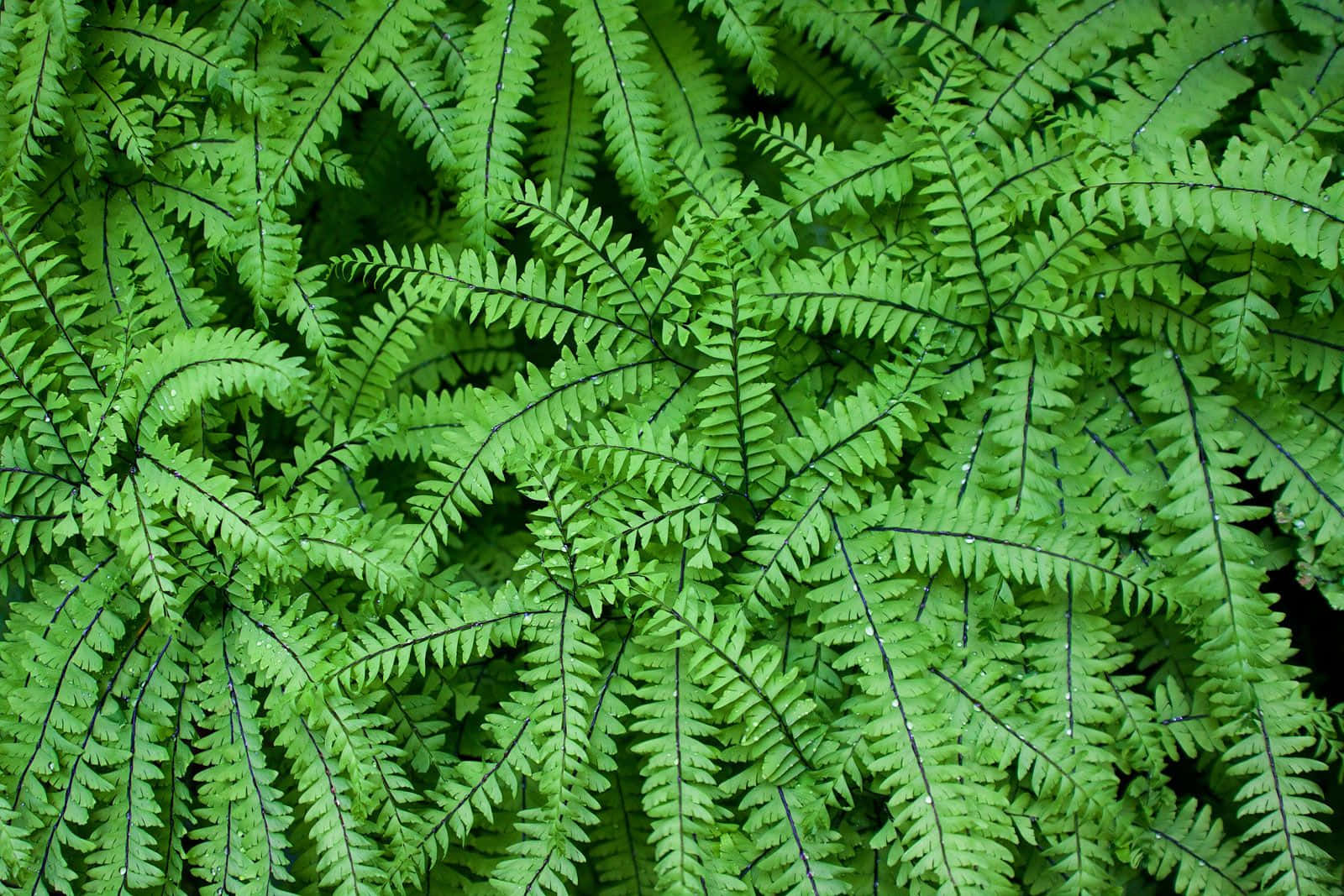Green Fern, 1600 x 1067, vibrant green, HD Desktop Wallpaper