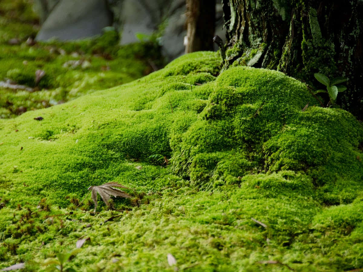 emerald moss, forest floor, natural light, SD Desktop Wallpaper