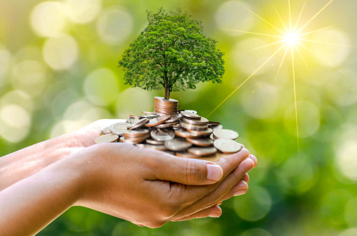 Green Finance, tree growing from stacked coins, bright sun, SD Desktop Wallpaper