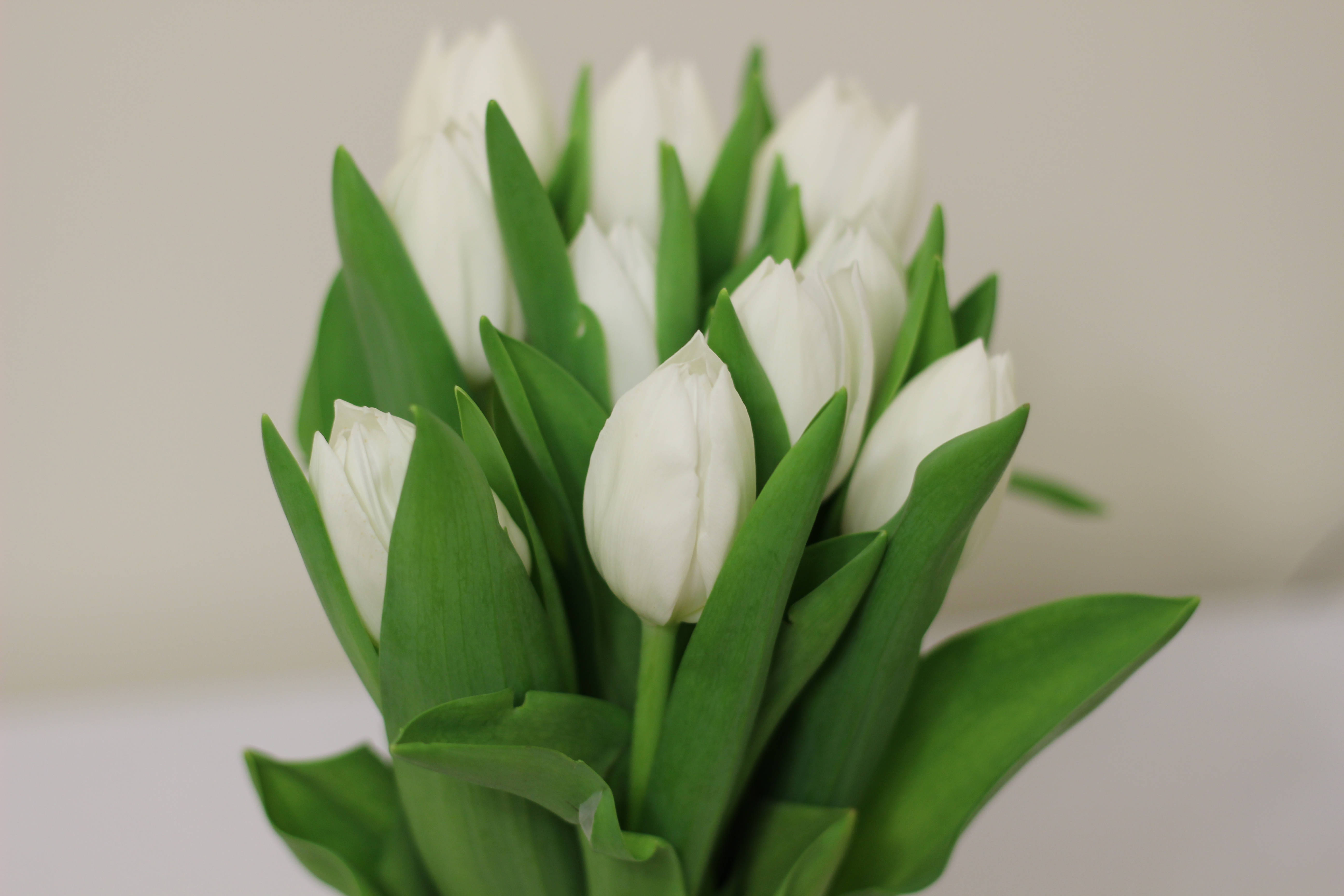 white tulips, vibrant green leaves, soft neutral background, 5K Desktop Wallpaper