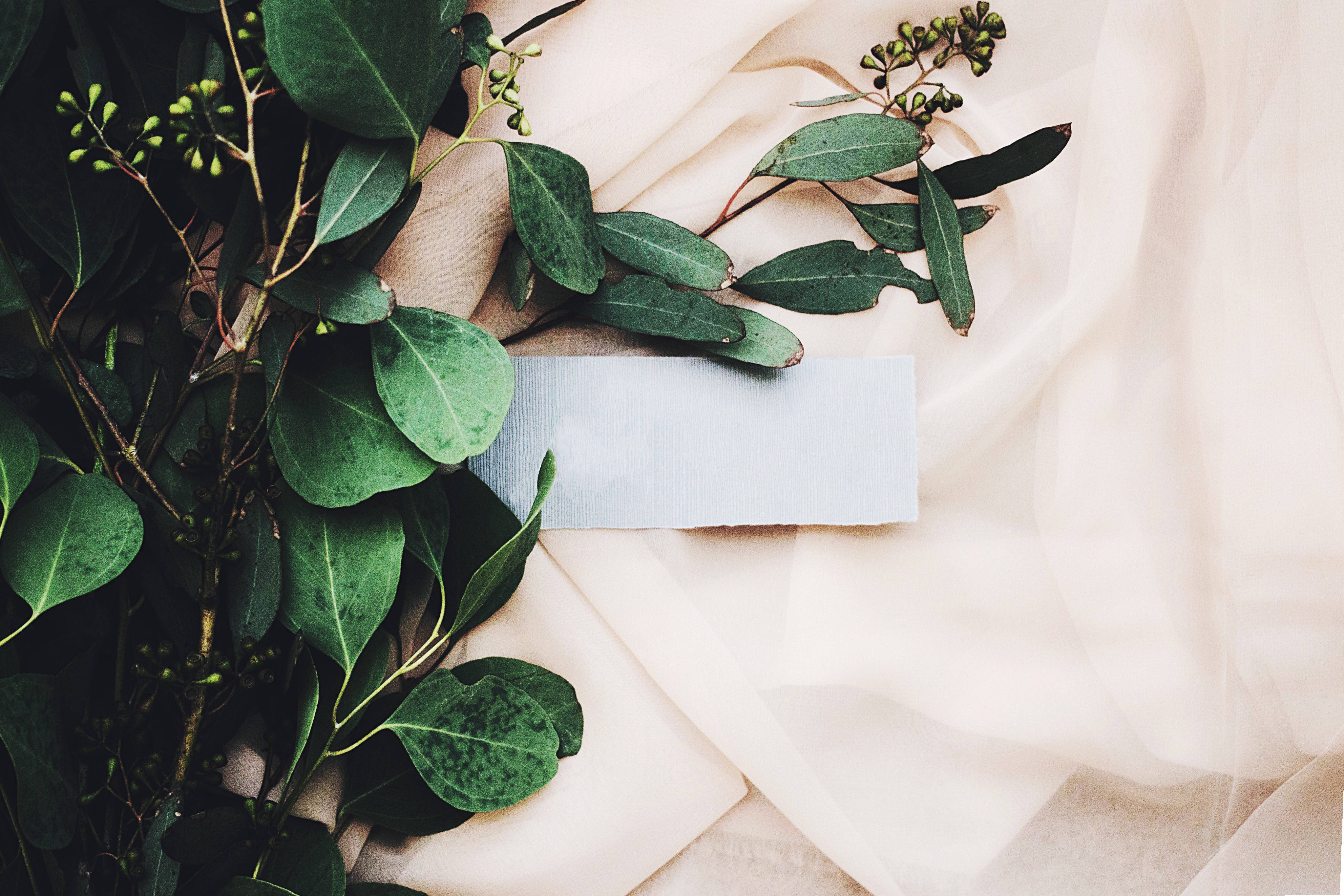 green floral, white textile, fresh eucalyptus leaves, 4K Desktop Wallpaper