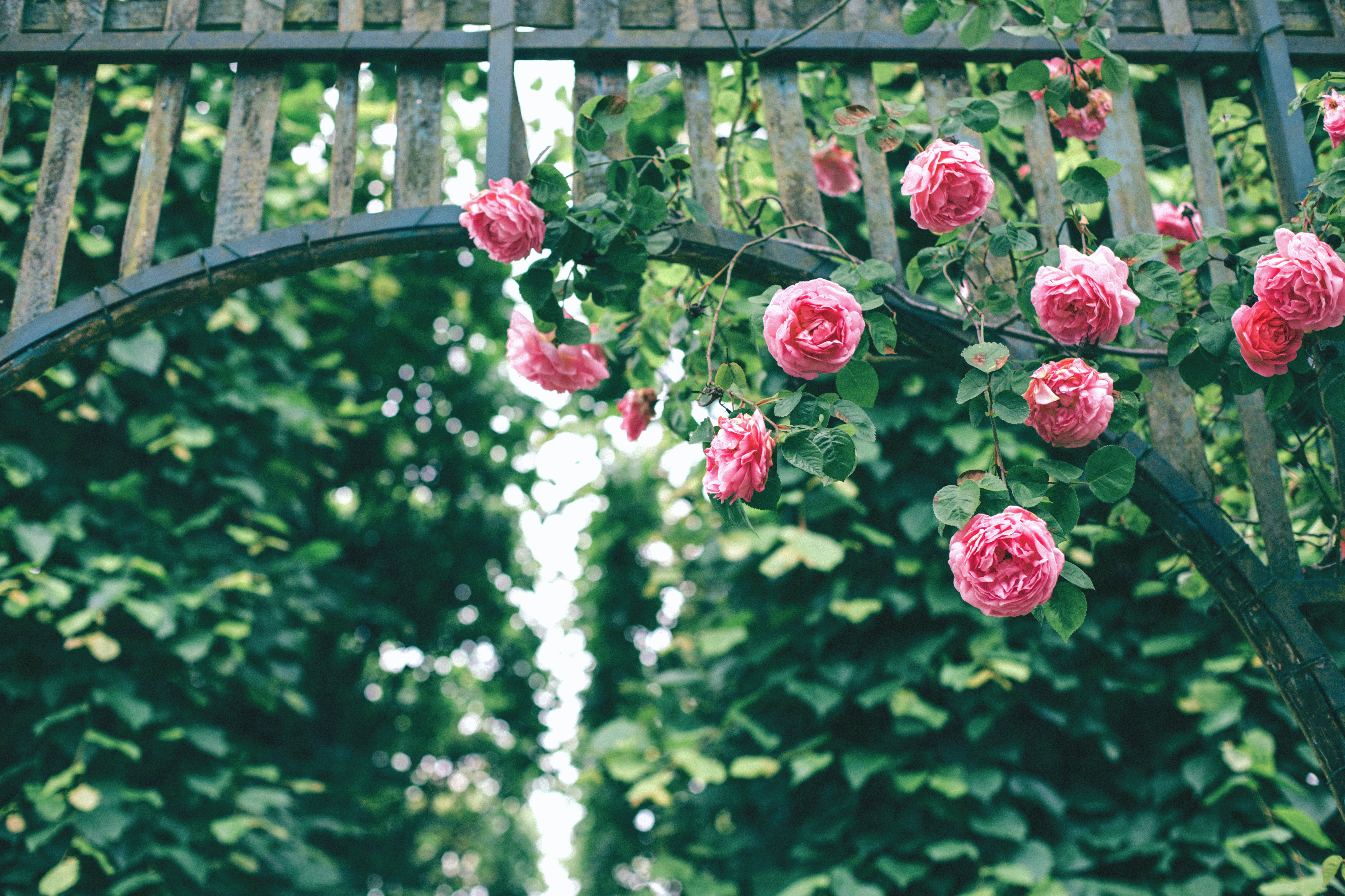 Green Floral, pink roses, wooden arbor archway, 5K Desktop Wallpaper