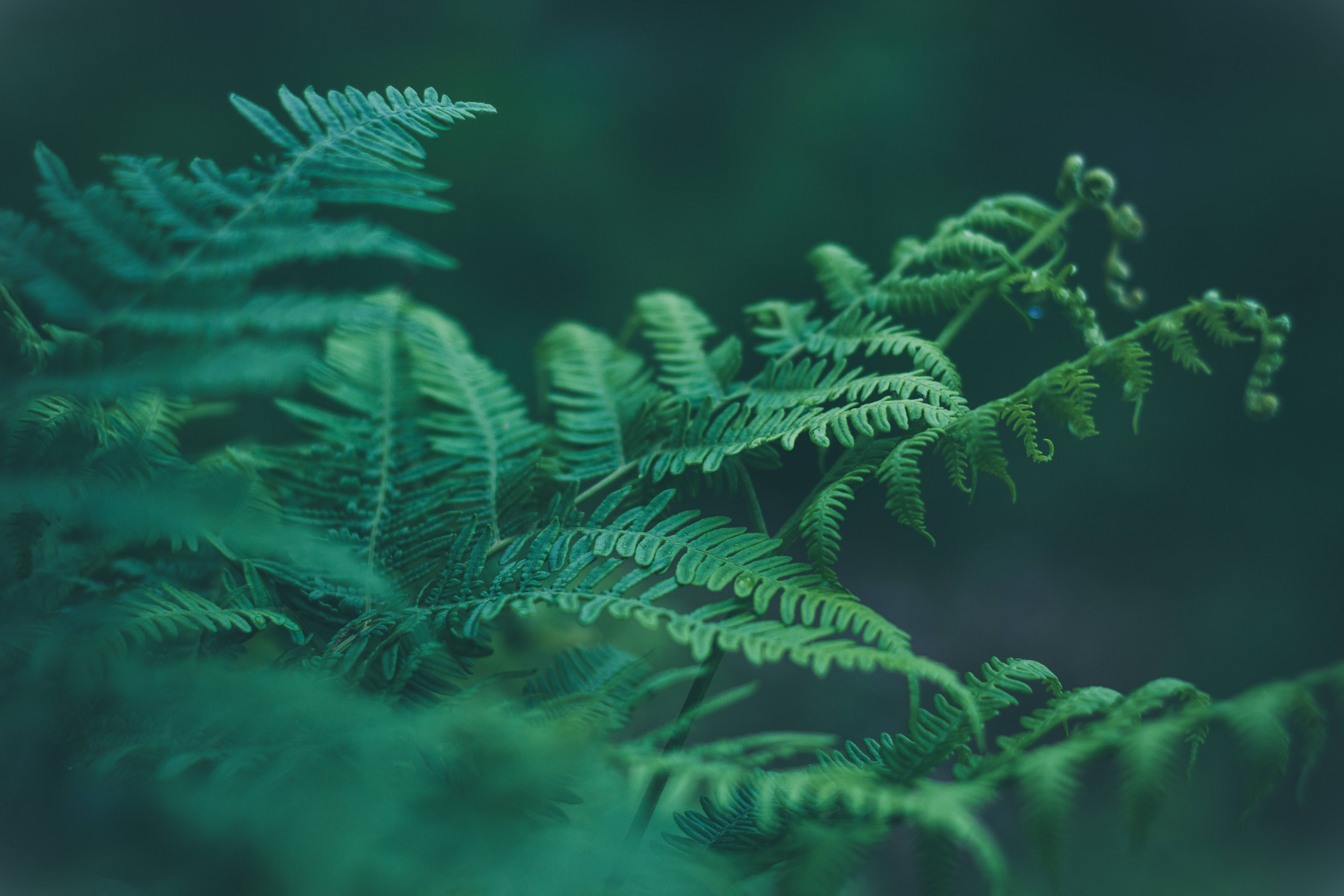 Green Floral Long Plant, ferns, teal backdrop, 5K Desktop Wallpaper