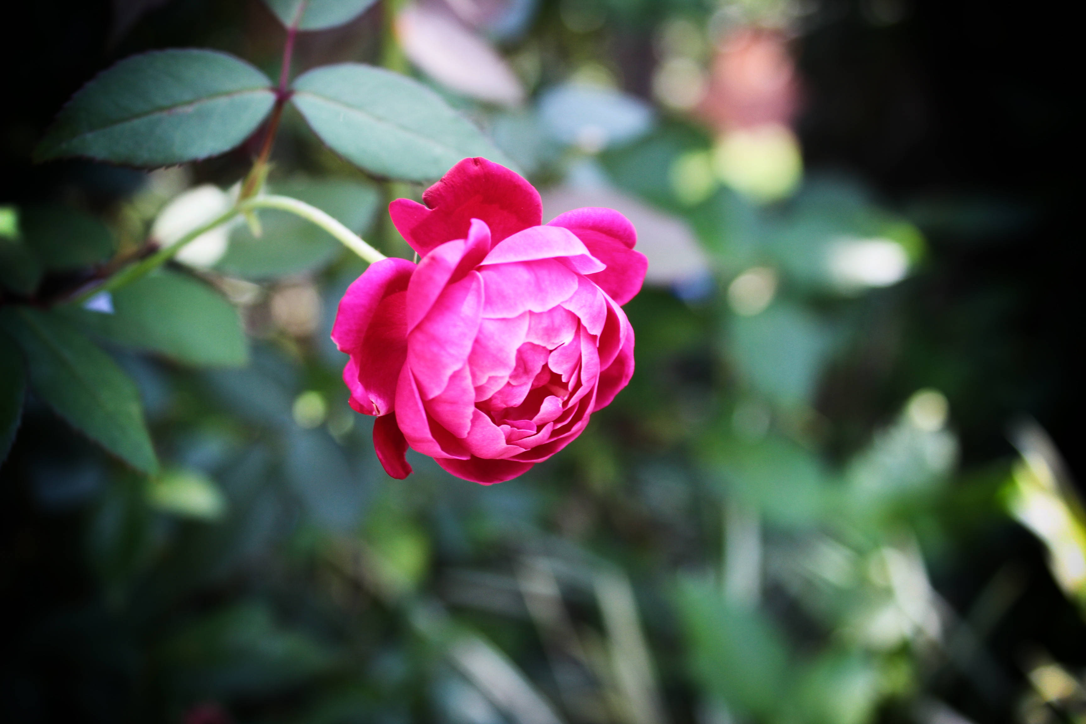 vibrant pink rose, blurred green garden backdrop, dappled sunlight, 2K Desktop Wallpaper