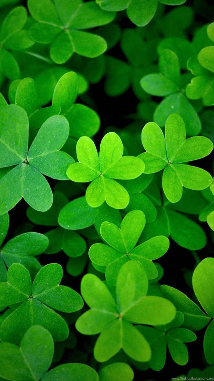 Clover Leaves Aesthetic, vibrant green, clover leaves, SD Phone Wallpaper